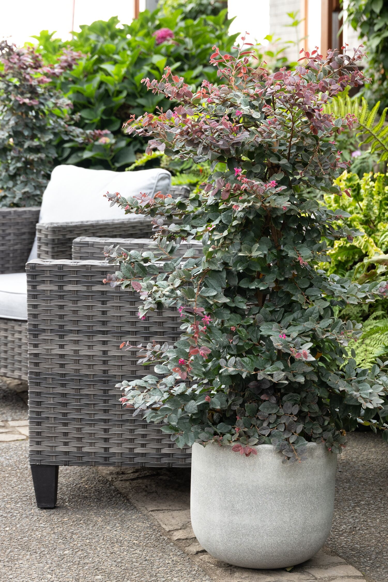Sizzling Pink Fringe Flower, Loropetalum chinense 'Sizzling Pink'