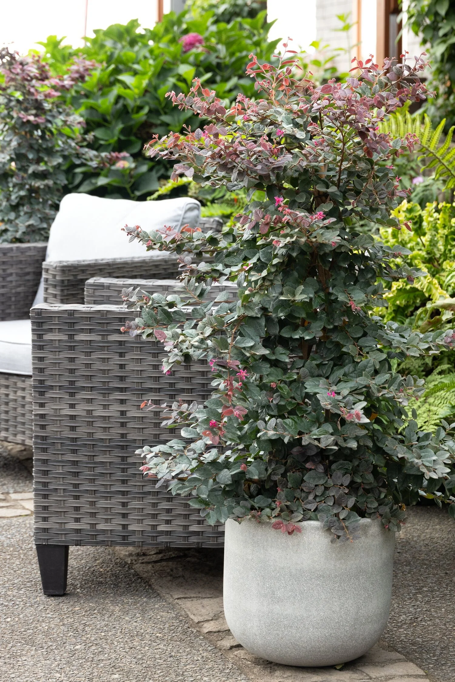 © Monrovia by Doreen Wynja 