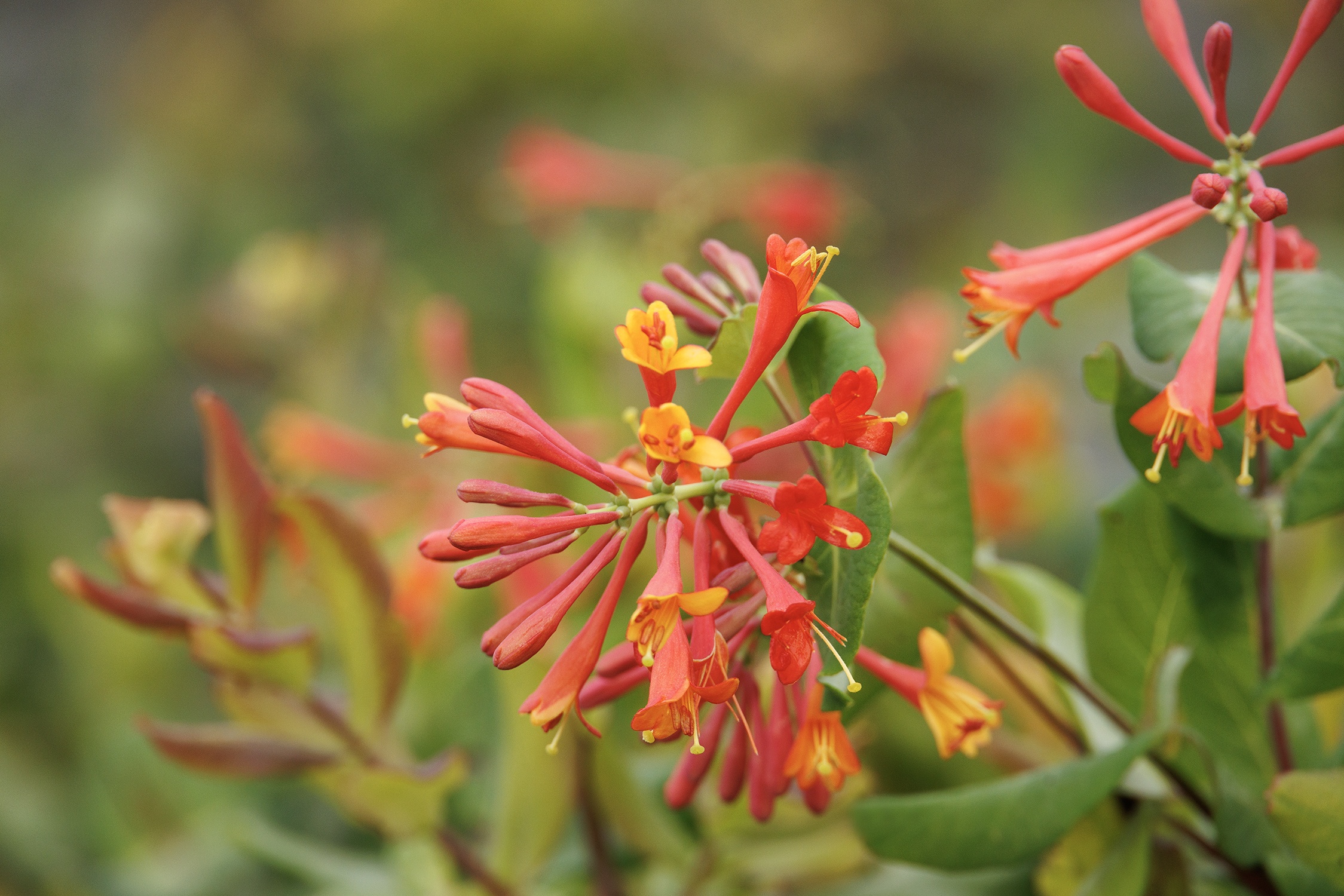 Dropmore Scarlet Trumpet Honeysuckle, Lonicera x brownii 'Dropmore