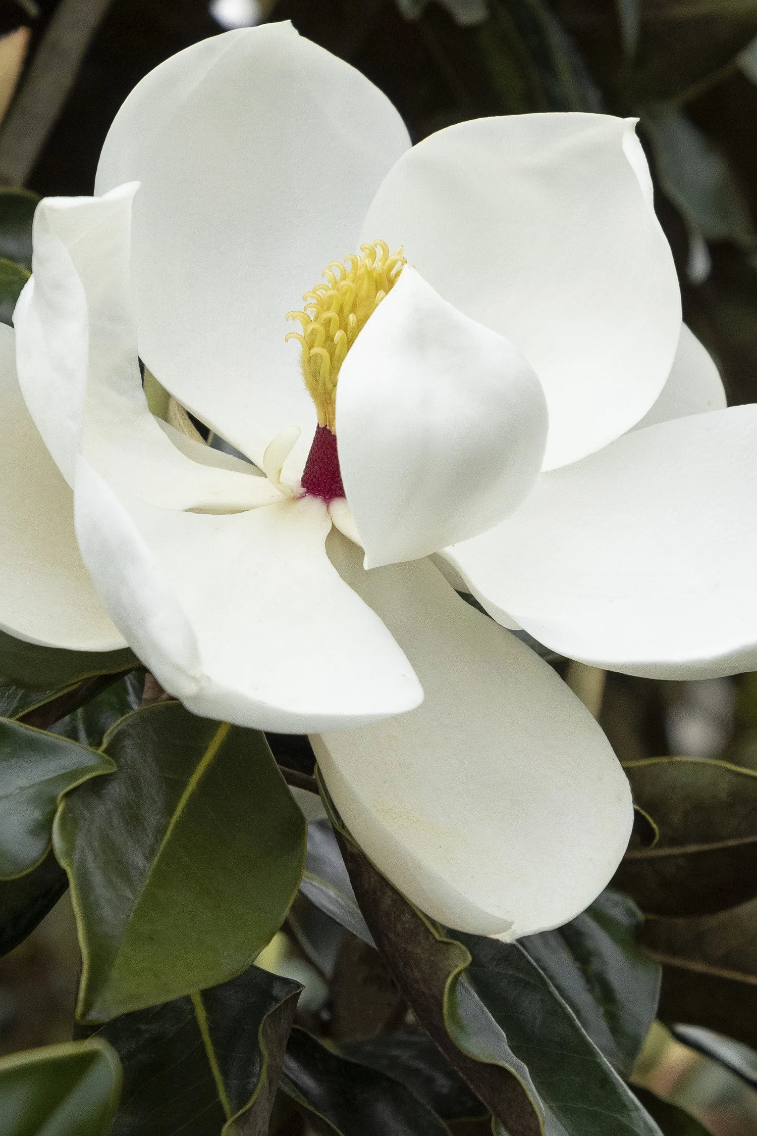 ©Monrovia by Doreen Wynja 