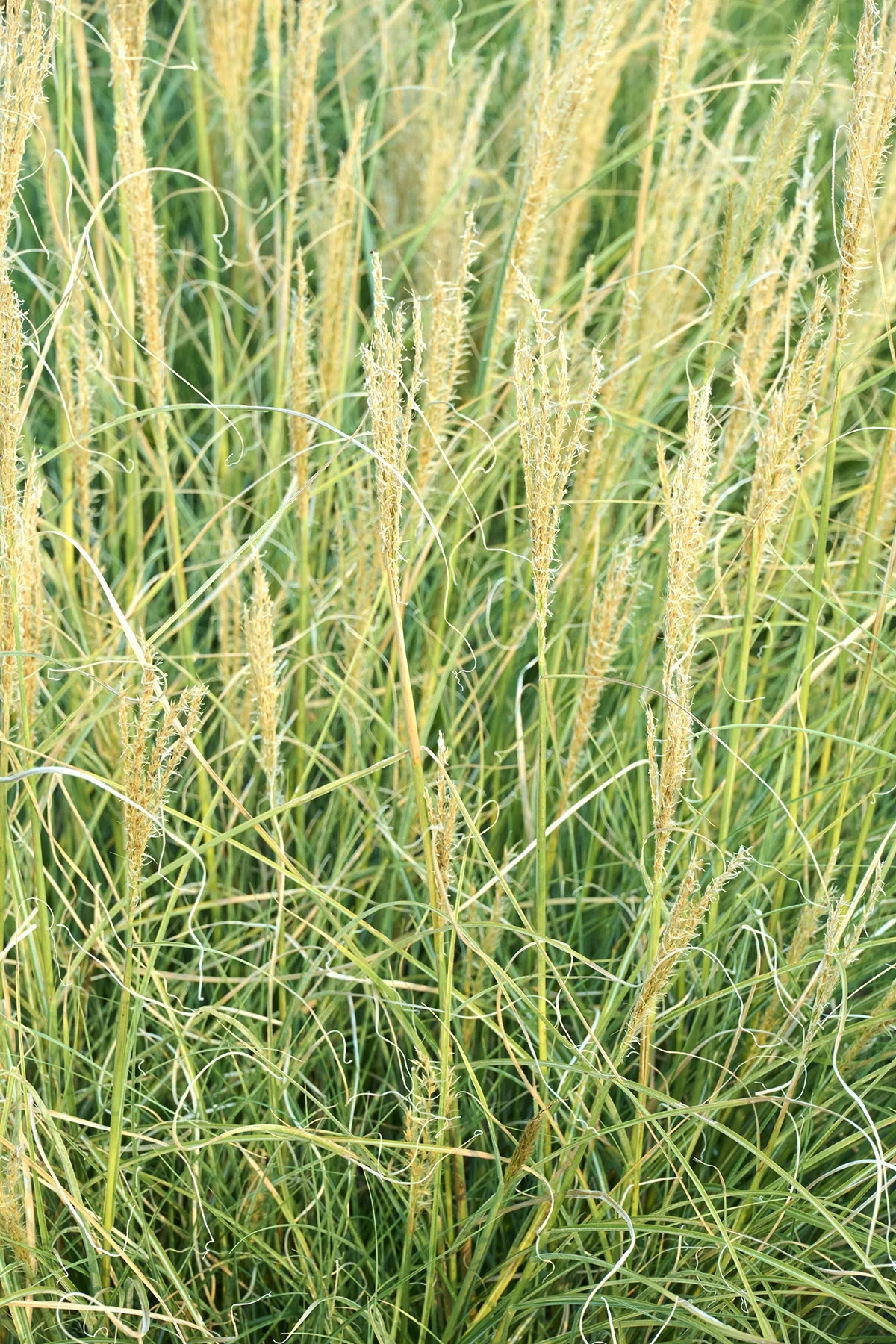 © Monrovia by Brandon Friend-Solis
