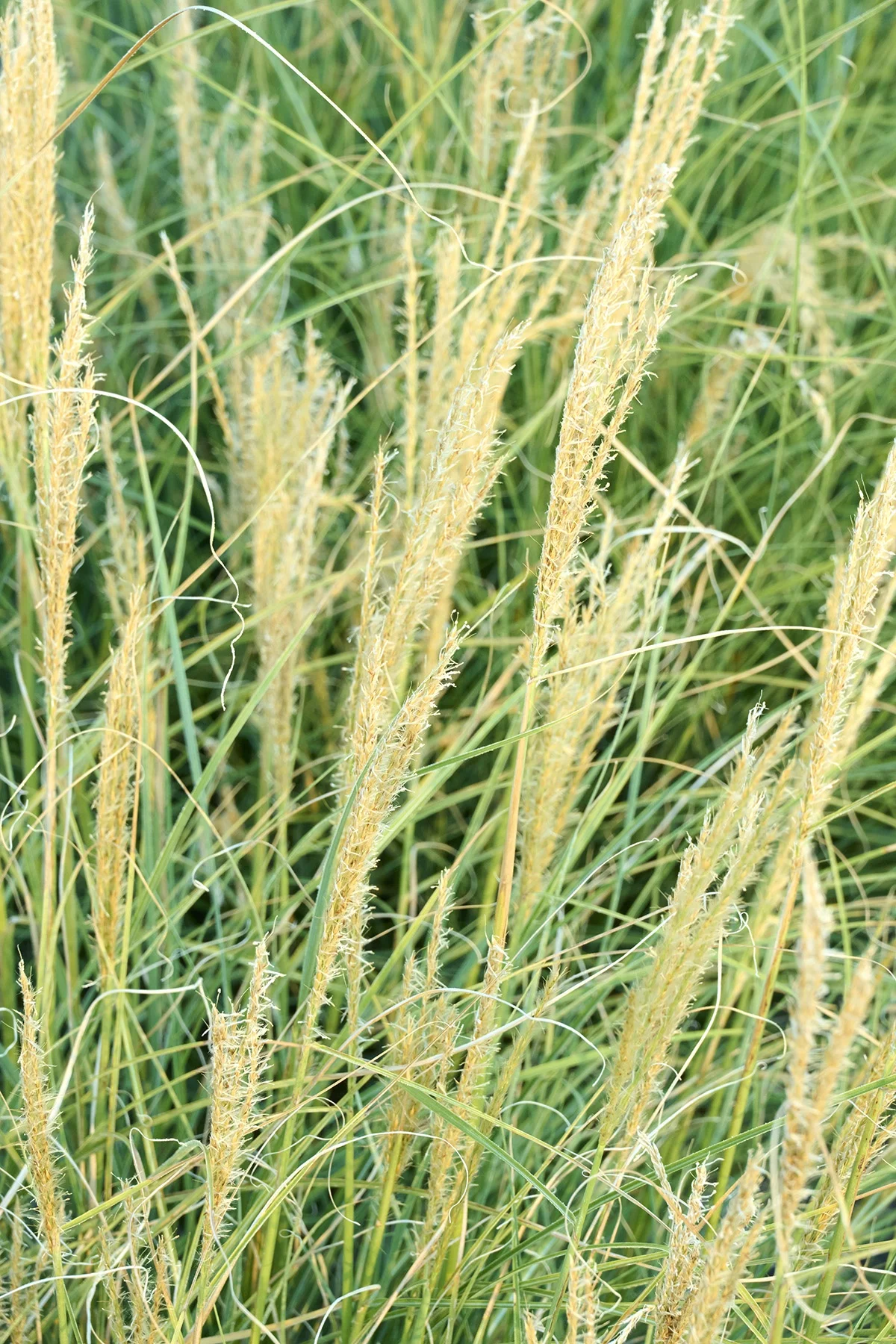 © Monrovia by Brandon Friend-Solis
