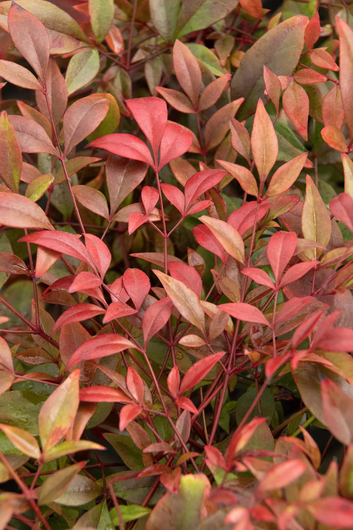 © Monrovia by Doreen Wynja