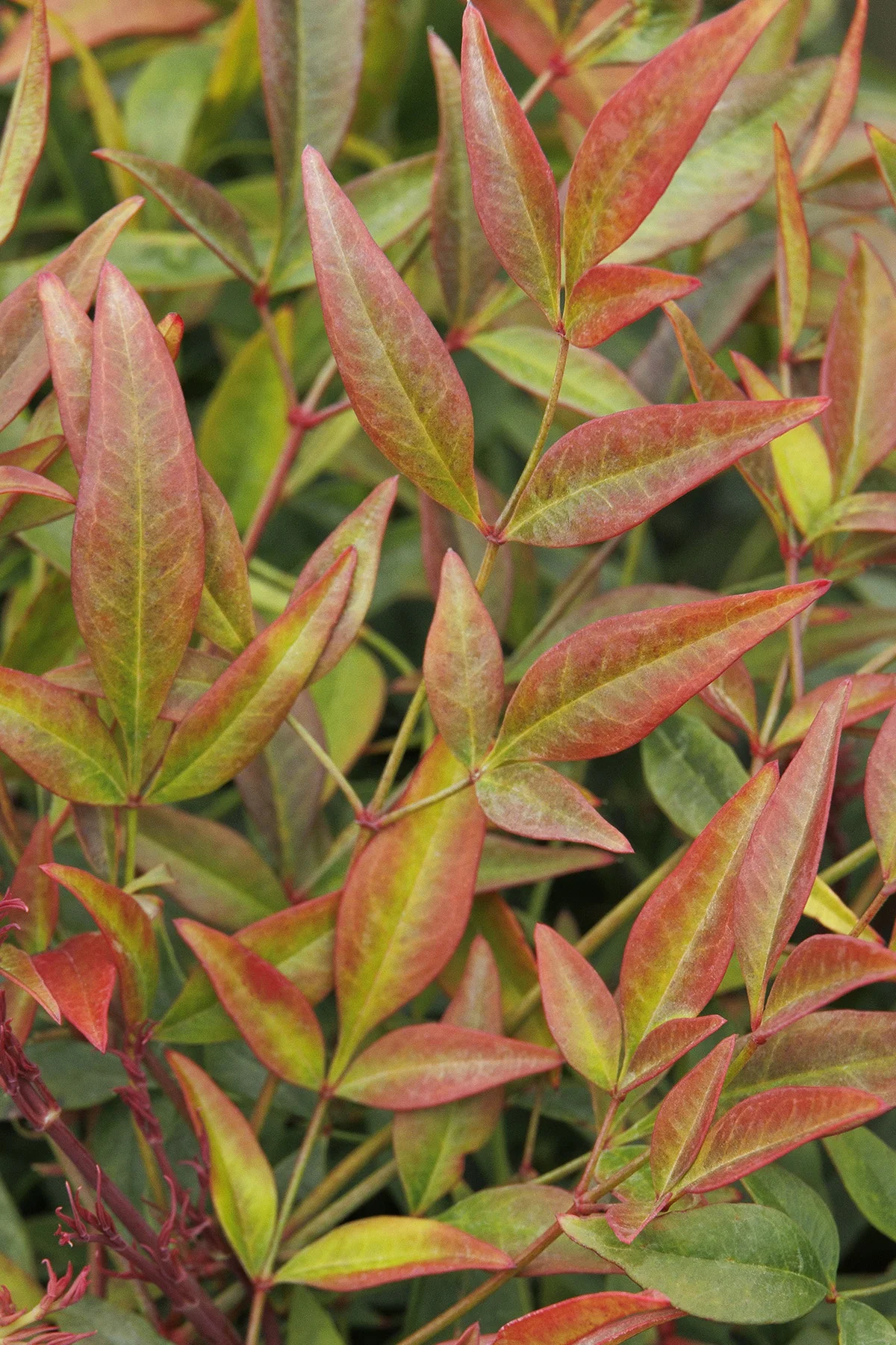 © Monrovia by Doreen Wynja