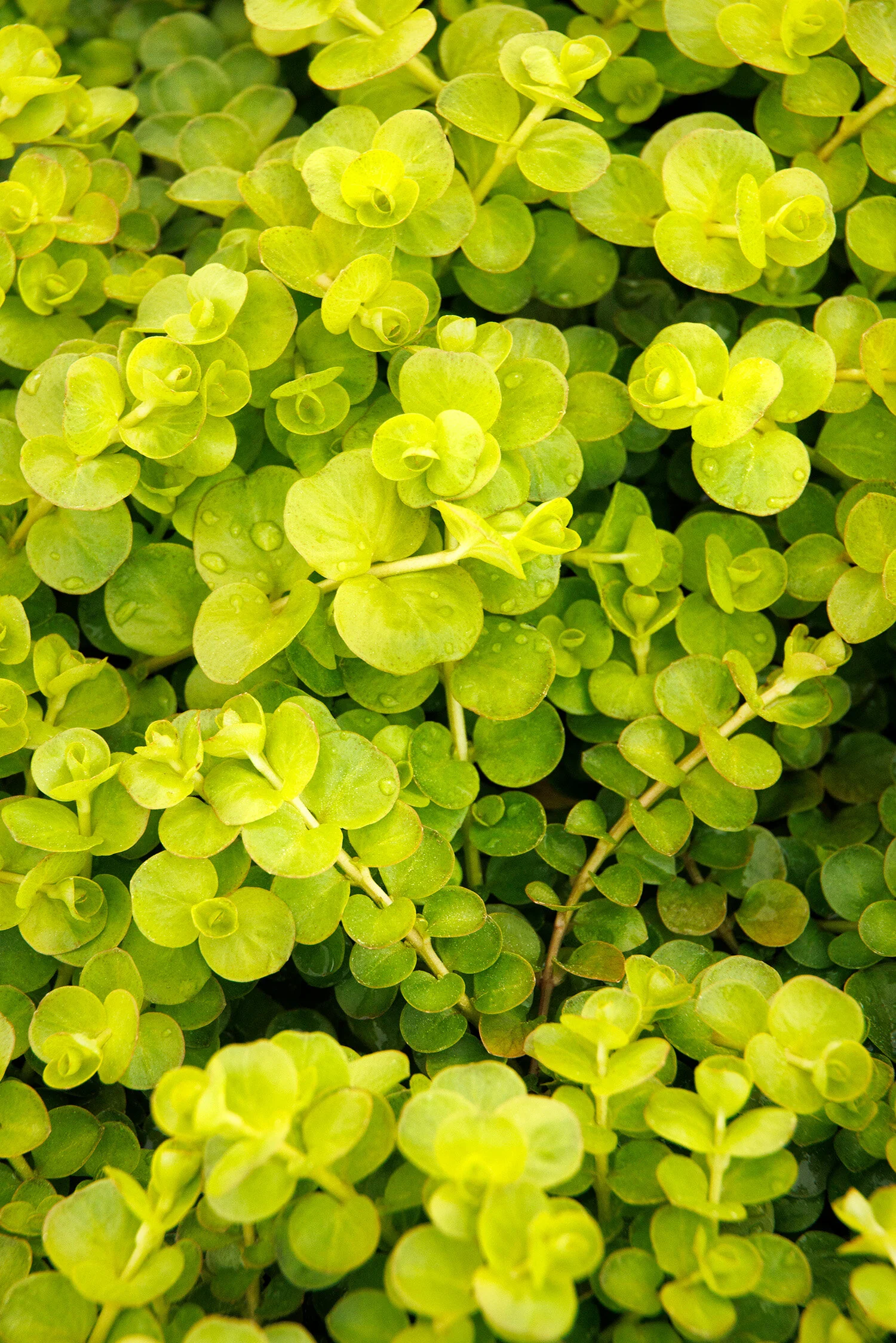 Golden Creeping Jenny, Lysimachia nummularia 'Aurea', Monrovia Plant