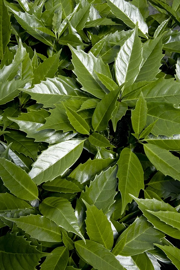 ©Monrovia, by Doreen Wynja