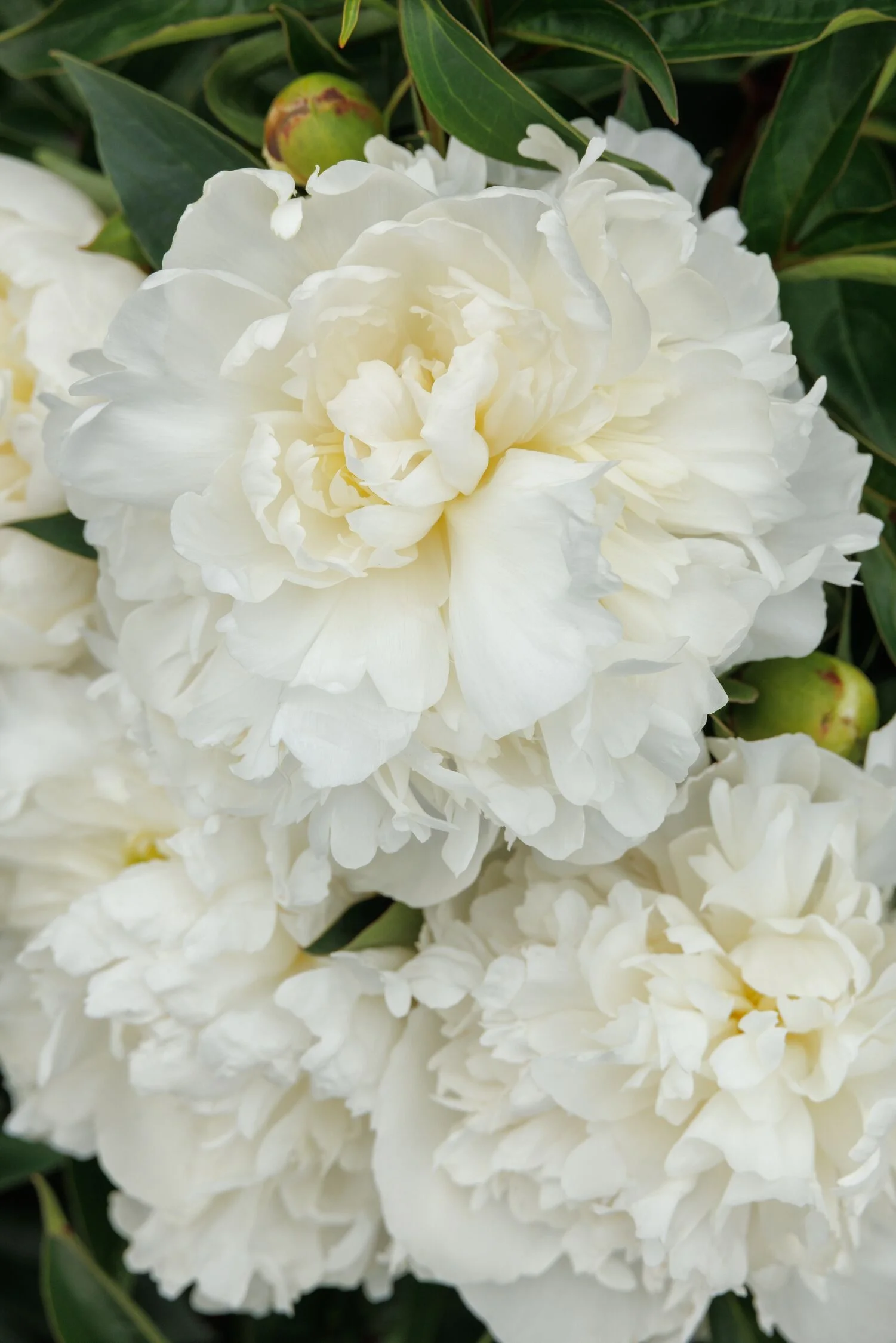 © Monrovia by Doreen Wynja