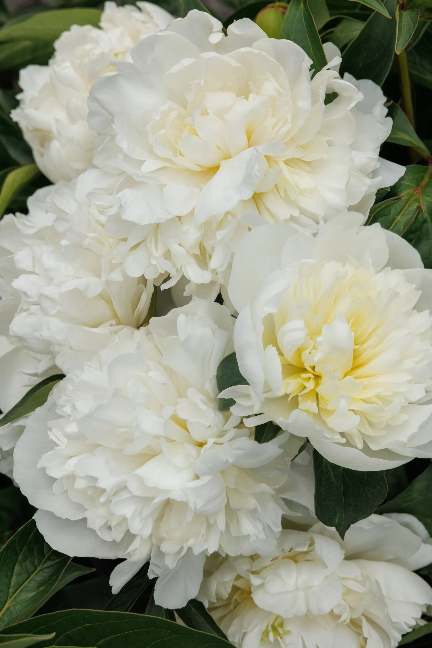 © Monrovia by Doreen Wynja