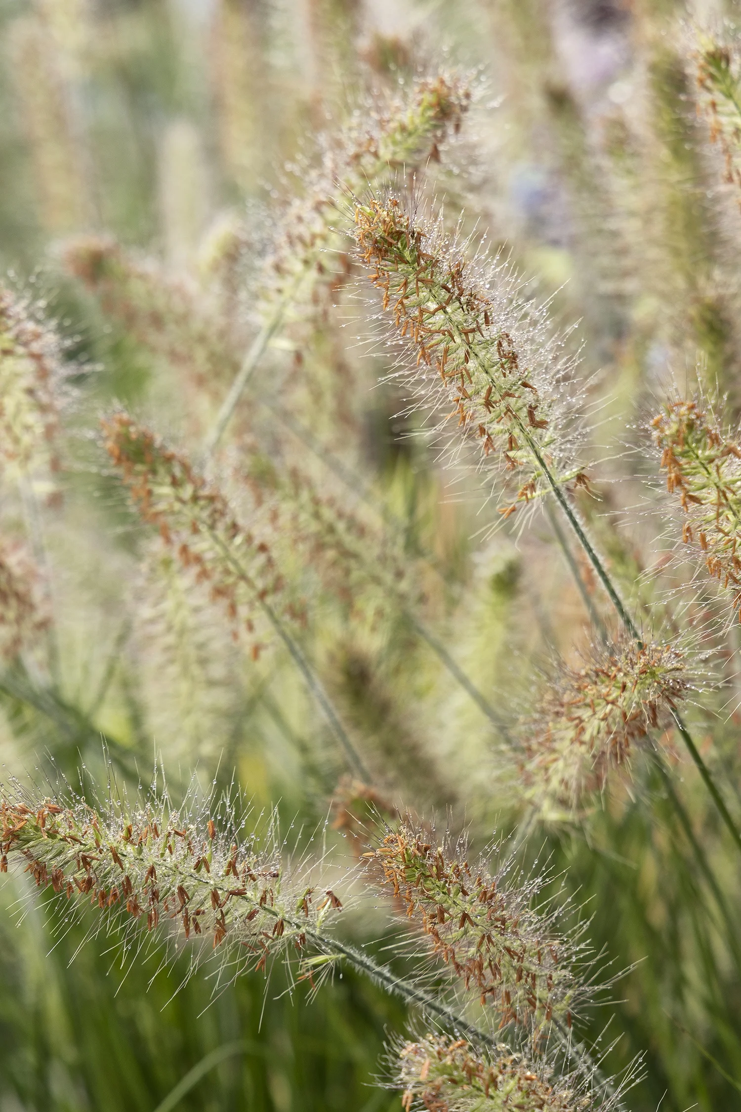 ©Monrovia by Doreen Wynja 