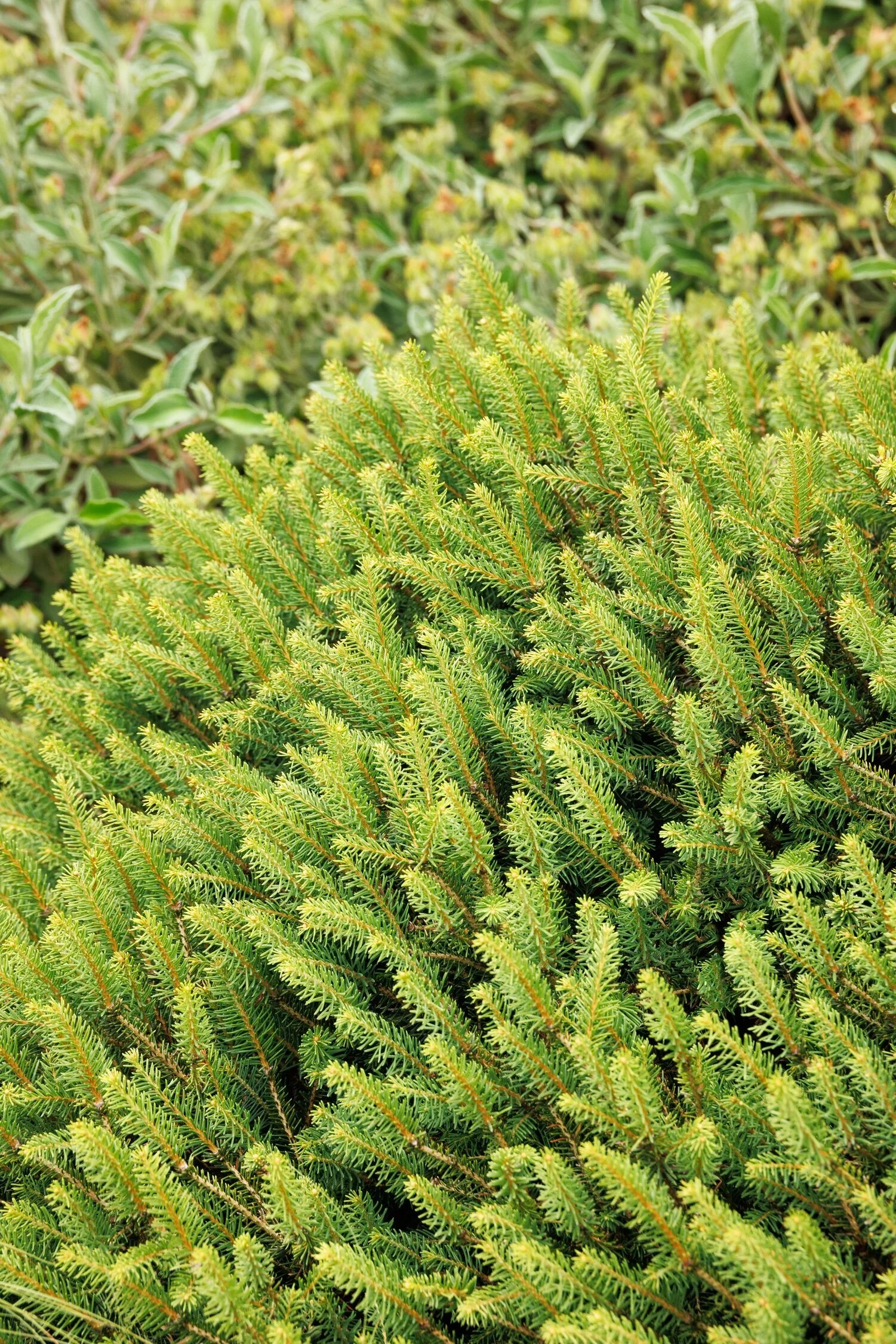 © Monrovia by Doreen Wynja