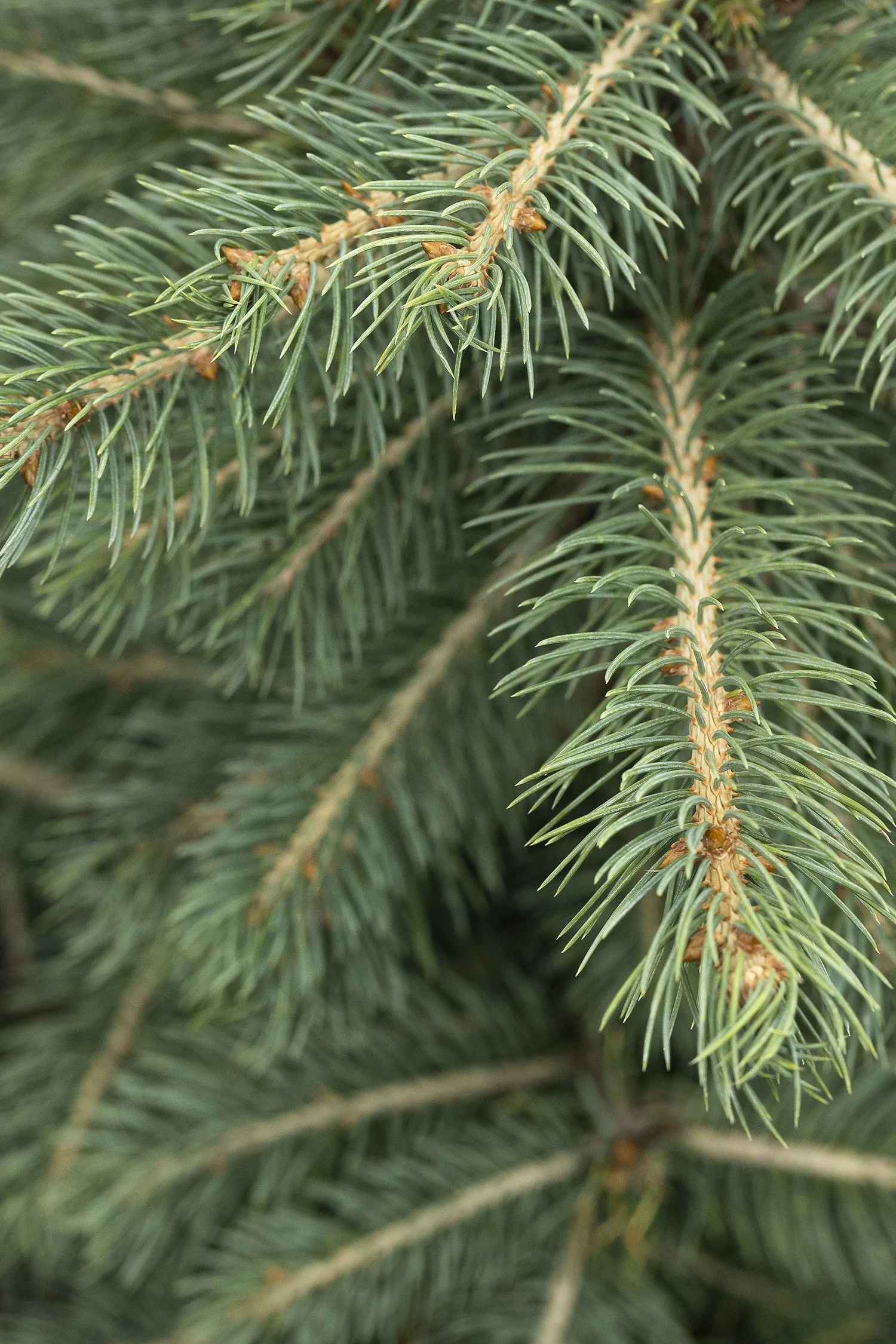 ©Monrovia by Doreen Wynja