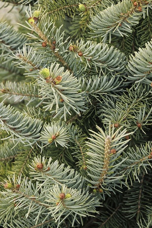 ©Monrovia, by Doreen Wynja