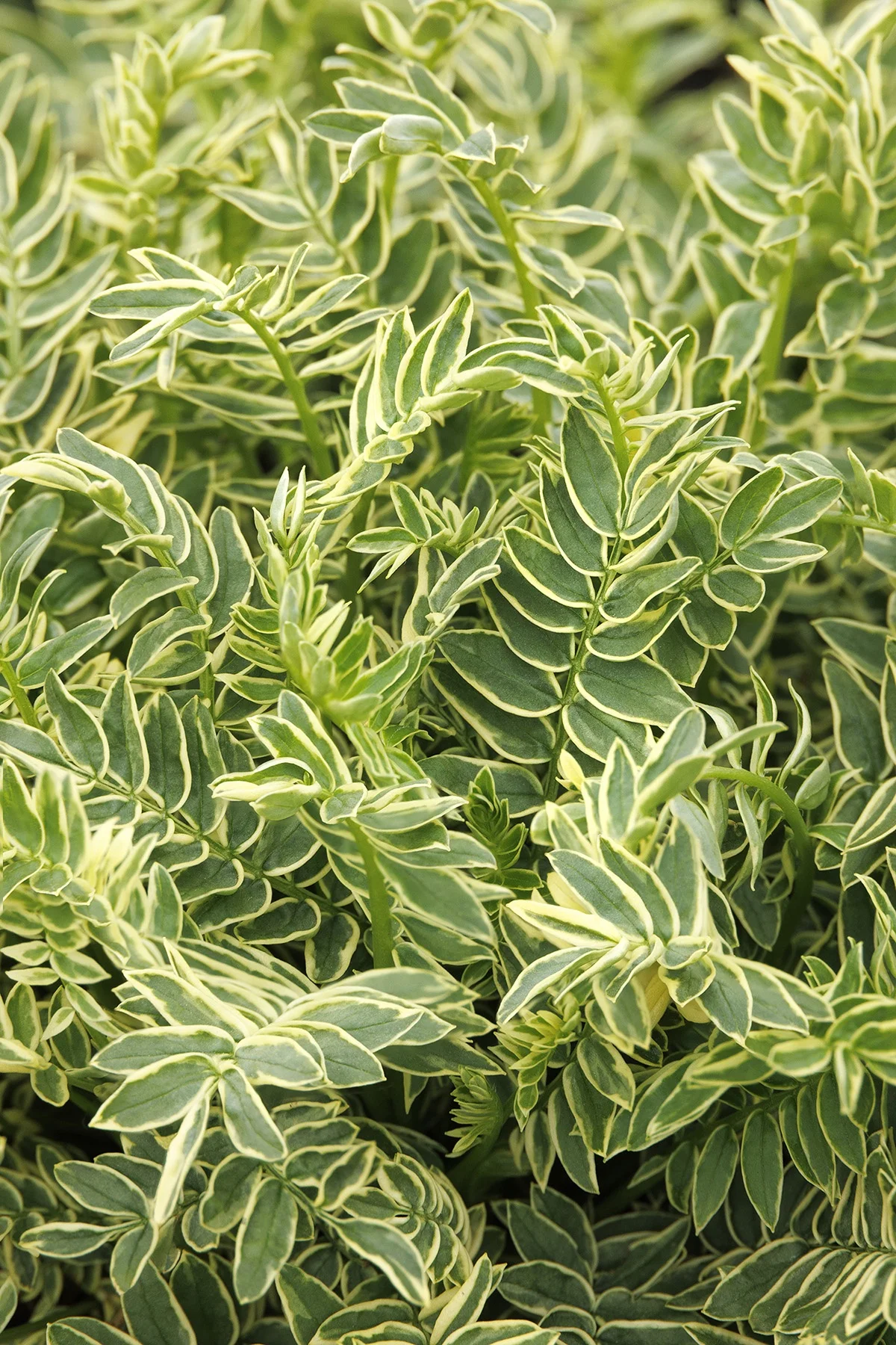 © Monrovia by Doreen Wynja