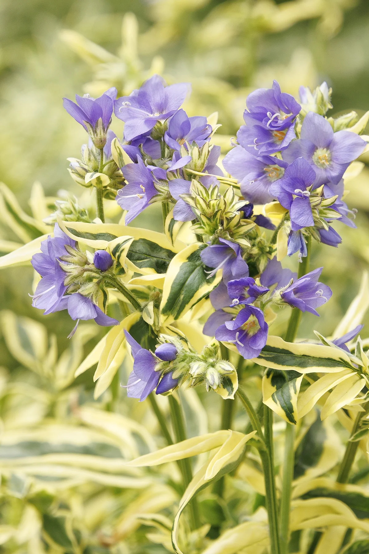 © Monrovia by Doreen Wynja