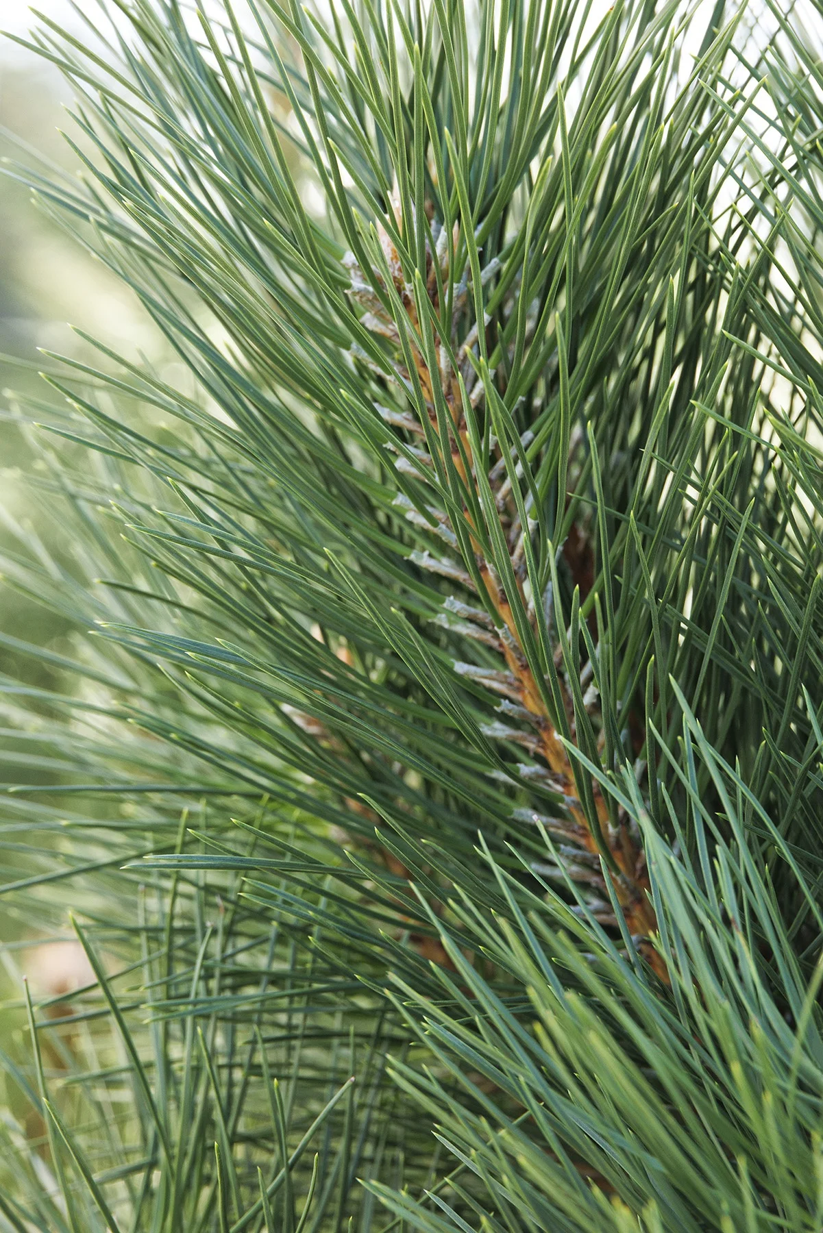 © Monrovia by Doreen Wynja