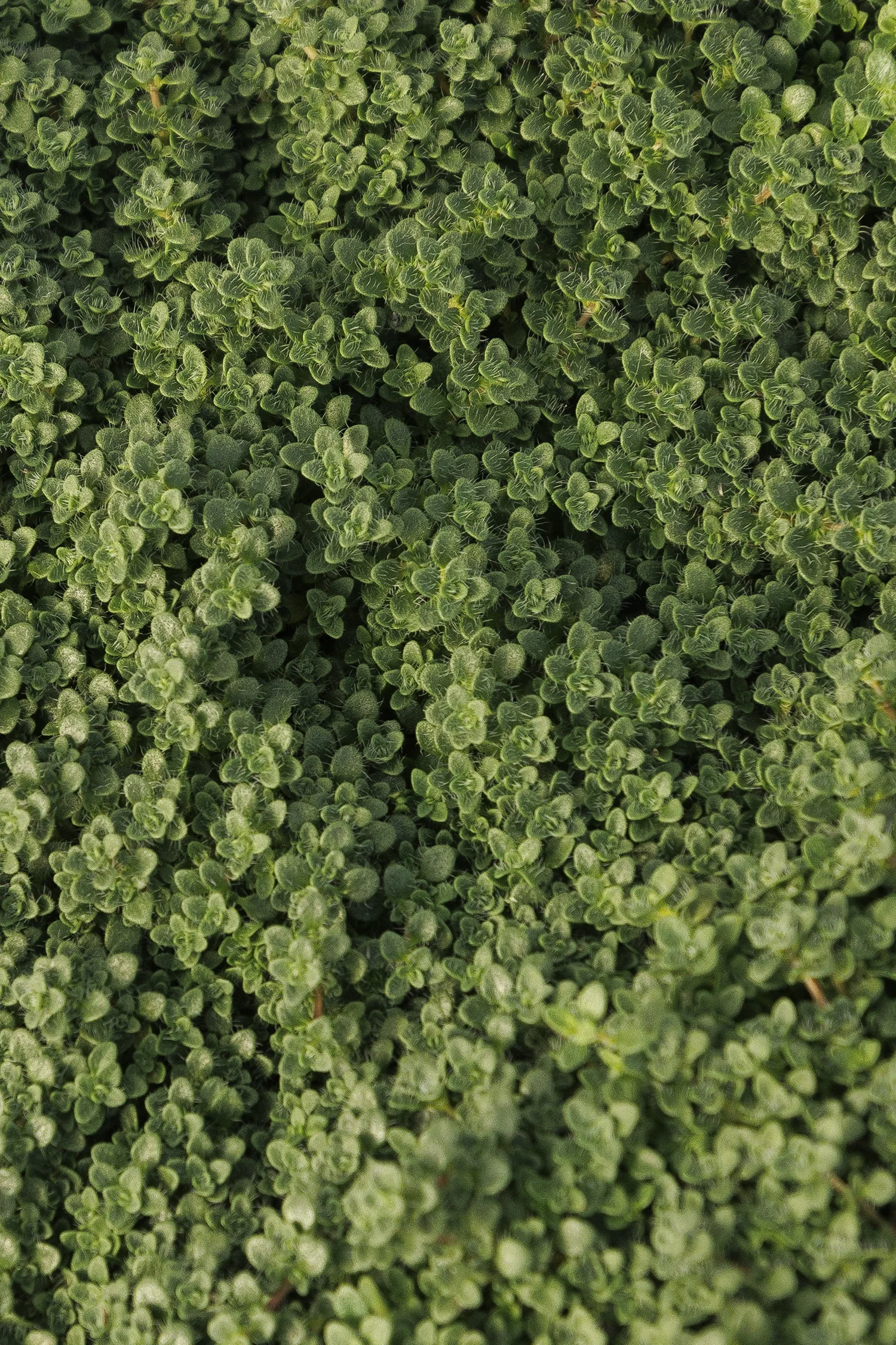 © Monrovia by Doreen Wynja