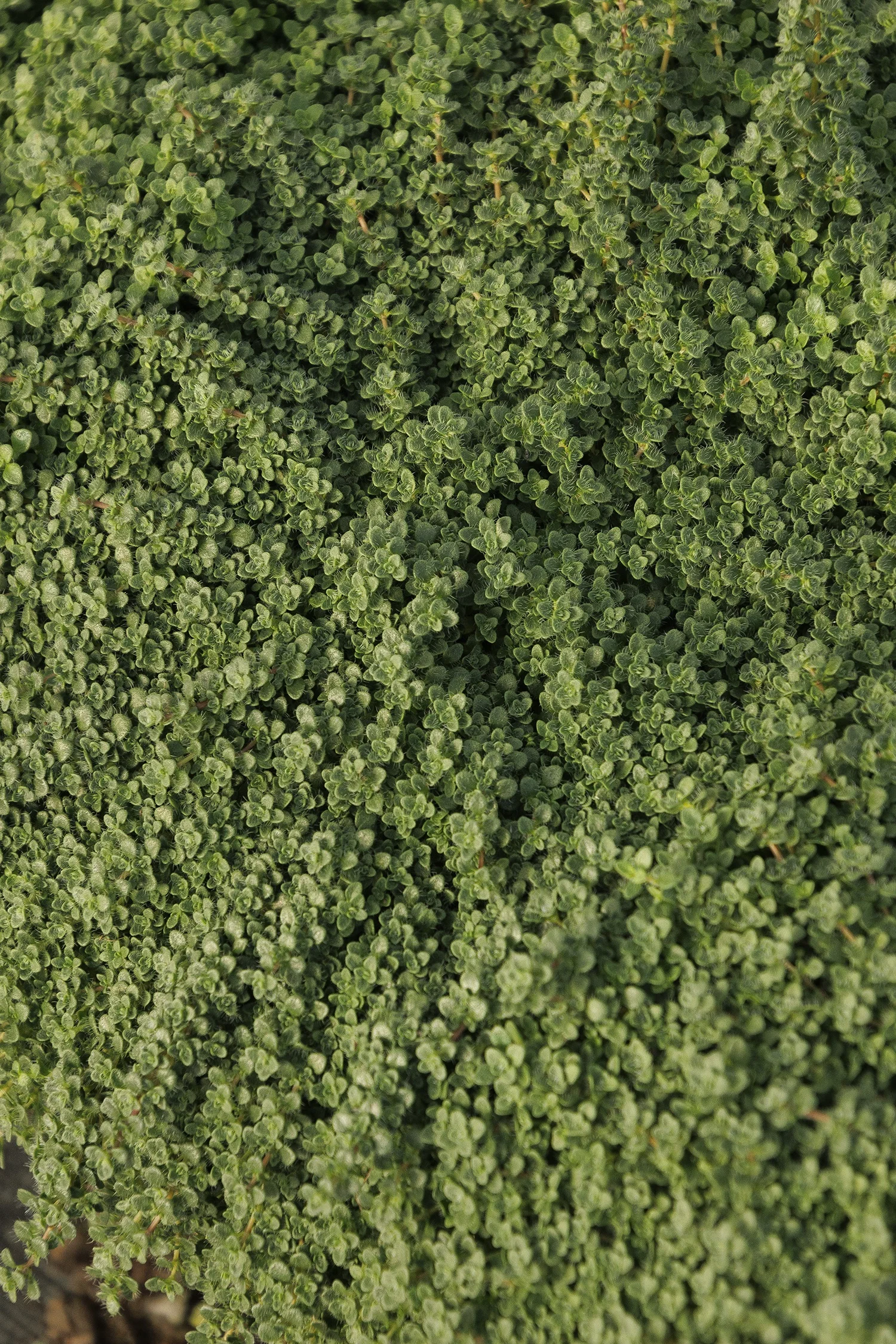 © Monrovia by Doreen Wynja