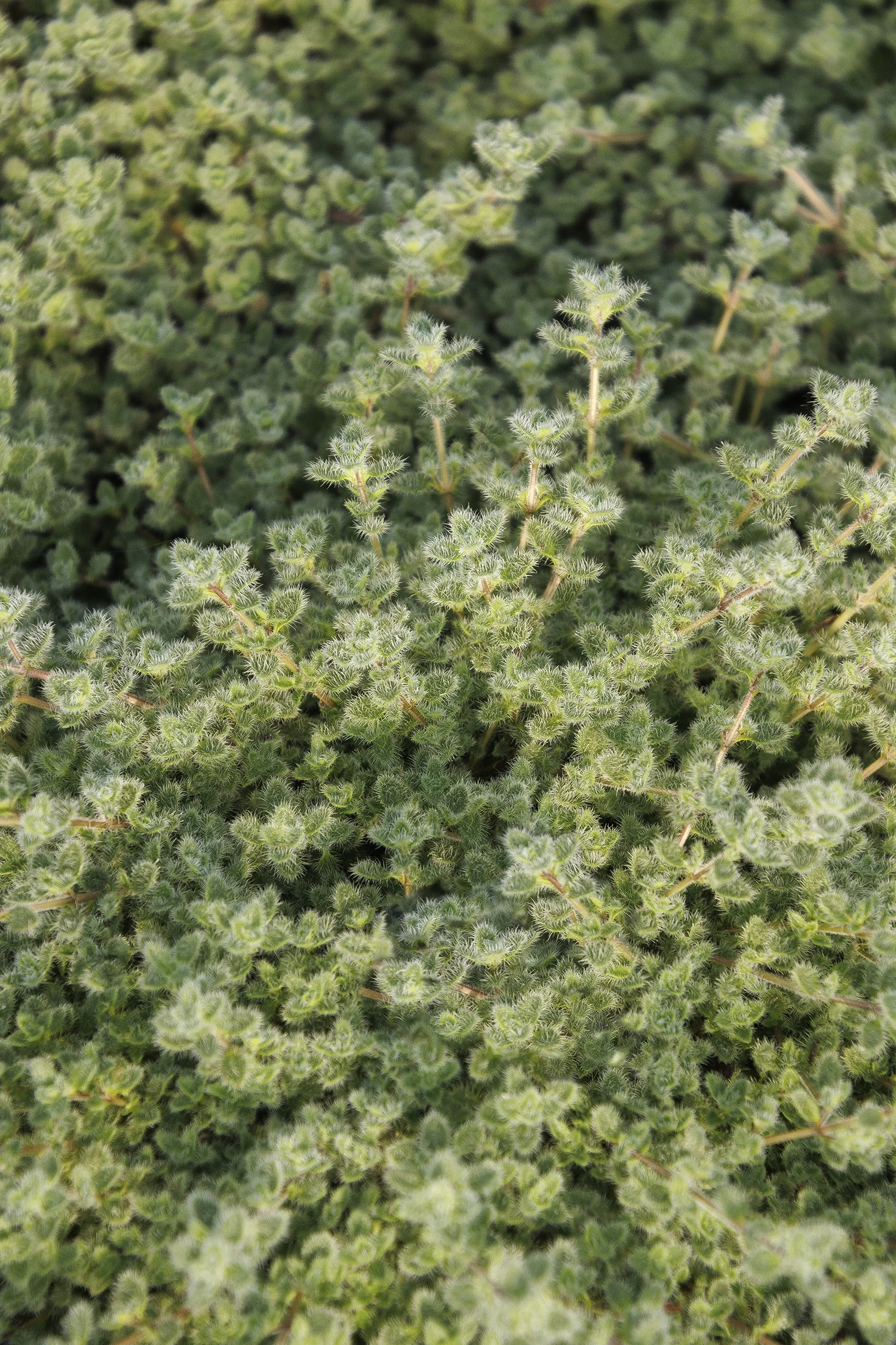 © Monrovia by Doreen Wynja