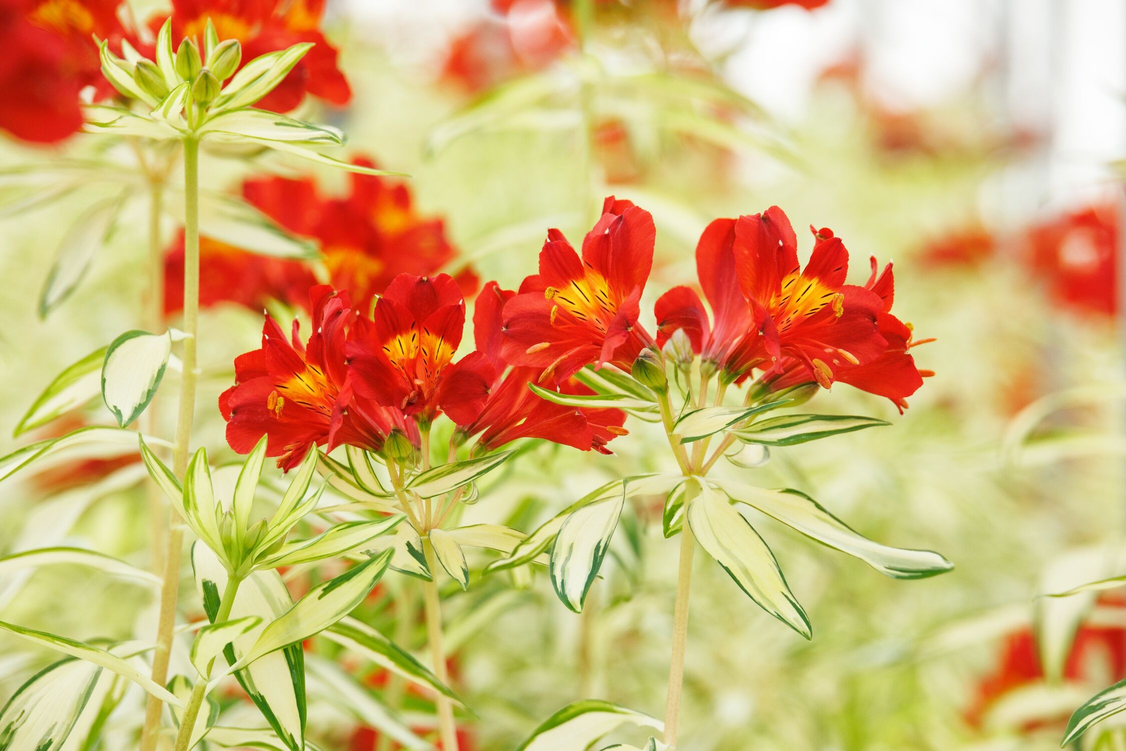 Rock & Roll Peruvian Lily, Alstroemeria x 'AlsDun01' PP #21,001