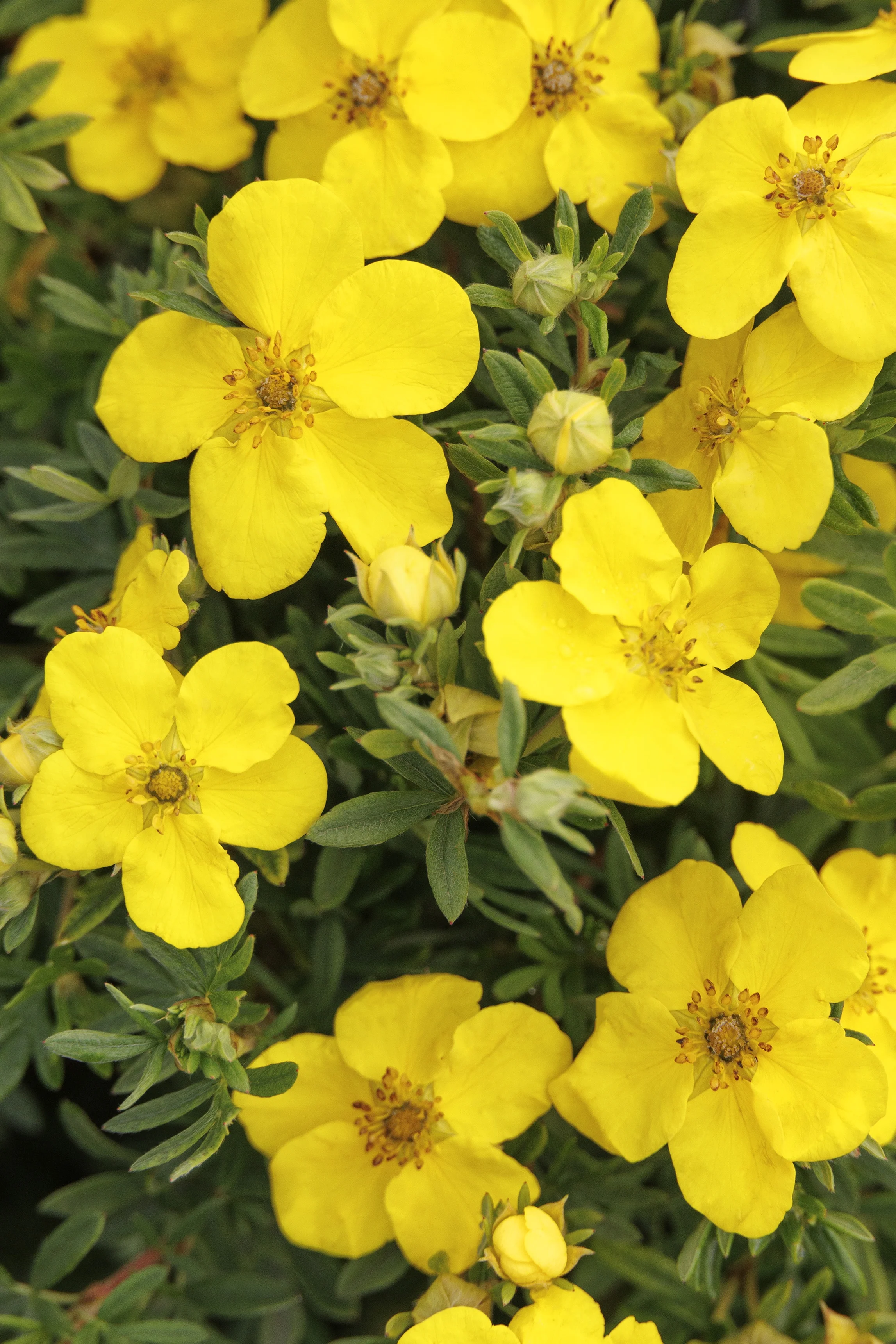 © Monrovia by Doreen Wynja