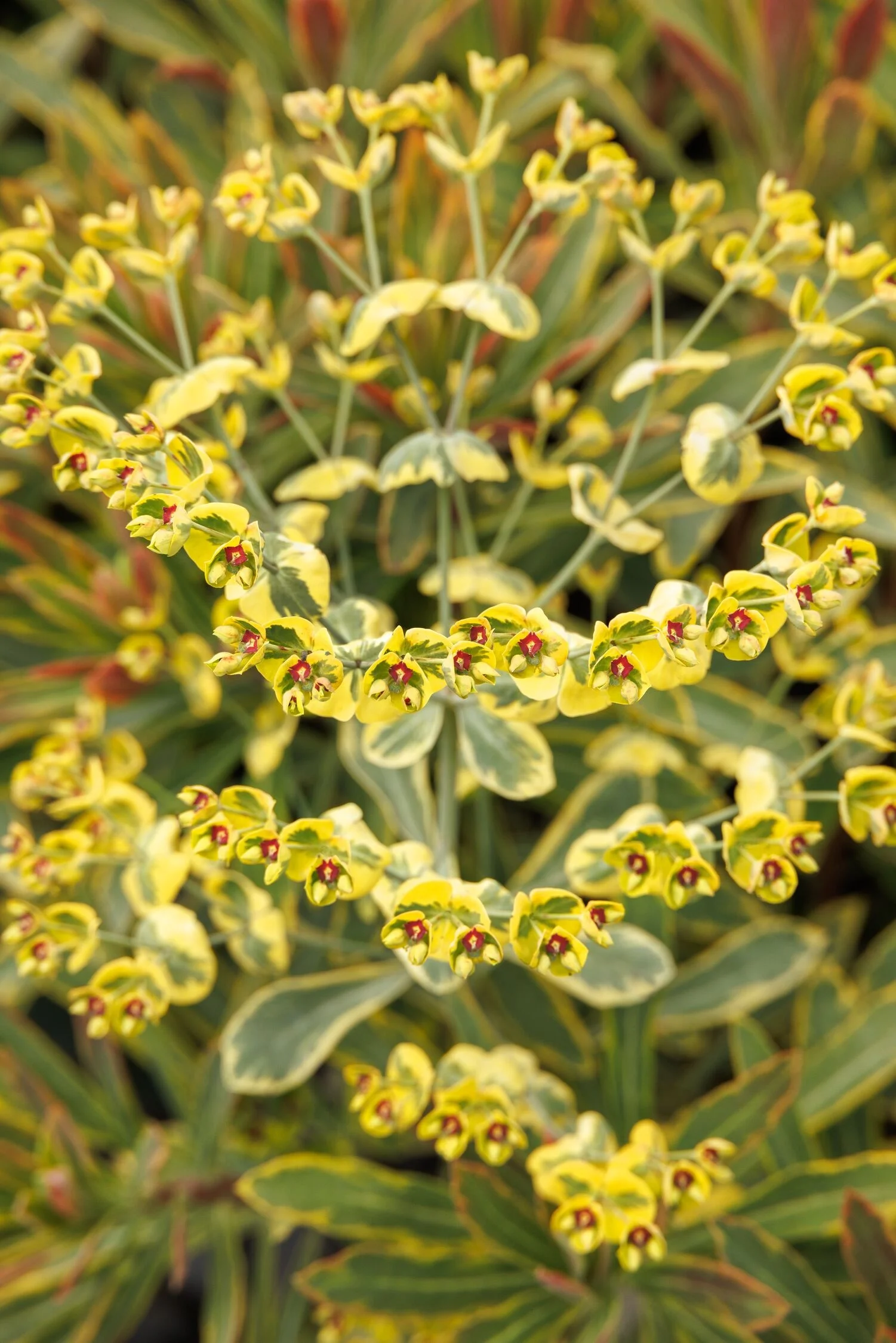 © Monrovia by Doreen Wynja