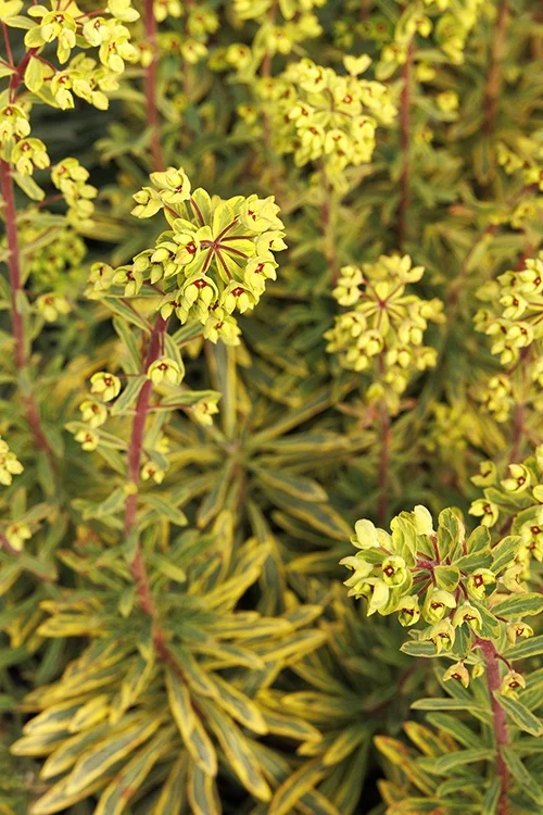 ©Monrovia, by Doreen Wynja