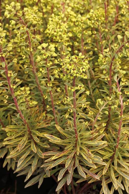 ©Monrovia, by Doreen Wynja