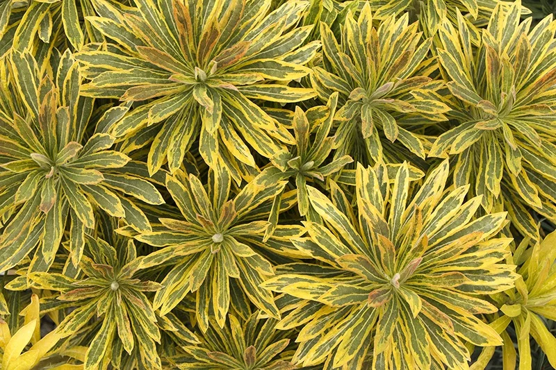 ©Doreen Wynja.com photography