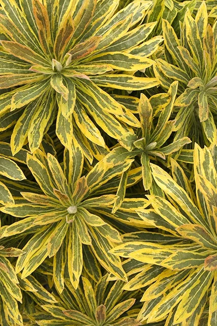 ©Doreen Wynja.com photography