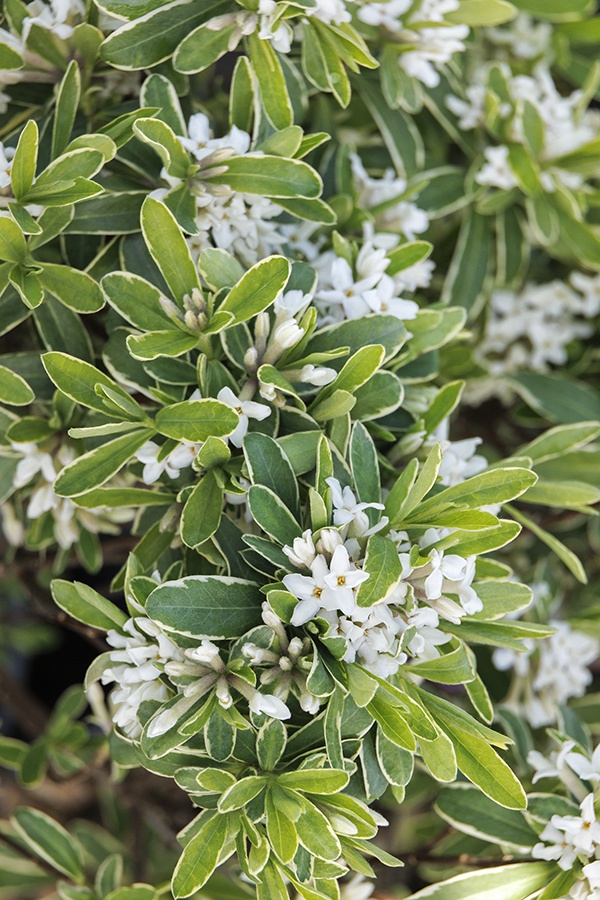 Summer Ice Daphne, Daphne x transatlantica 'Summer Ice', Monrovia