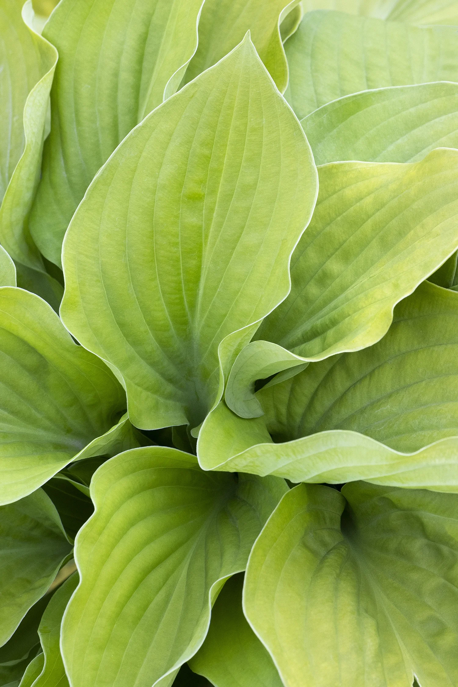 ©Monrovia by Doreen Wynja 