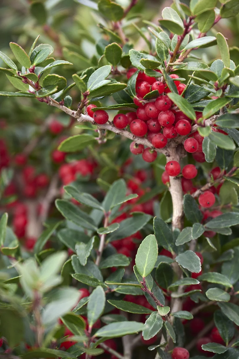 © Monrovia by Brandon Friend - Solis
