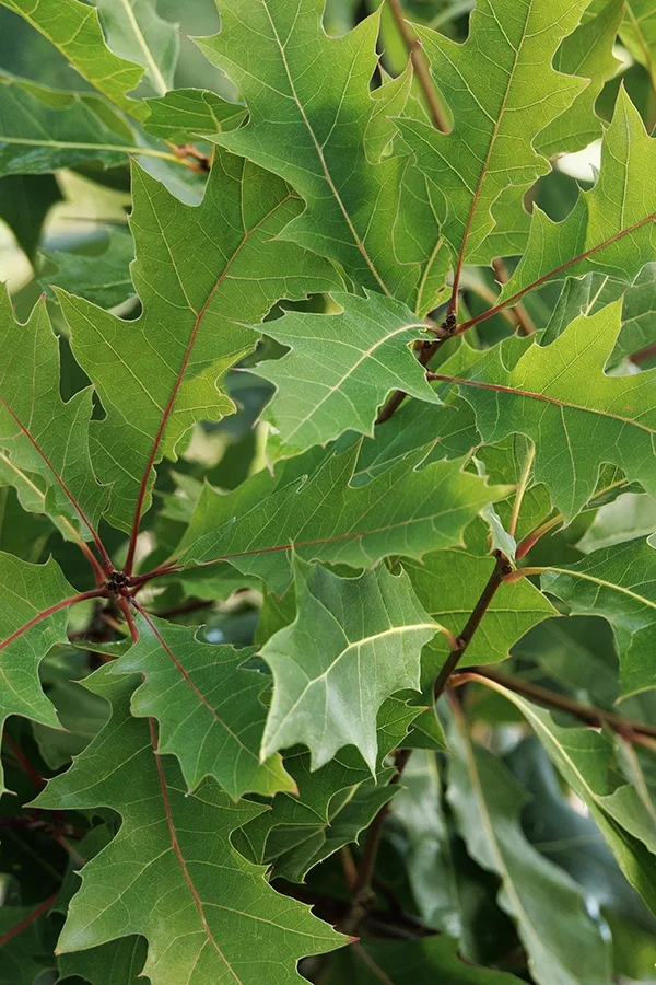 ©Monrovia, by Doreen Wynja