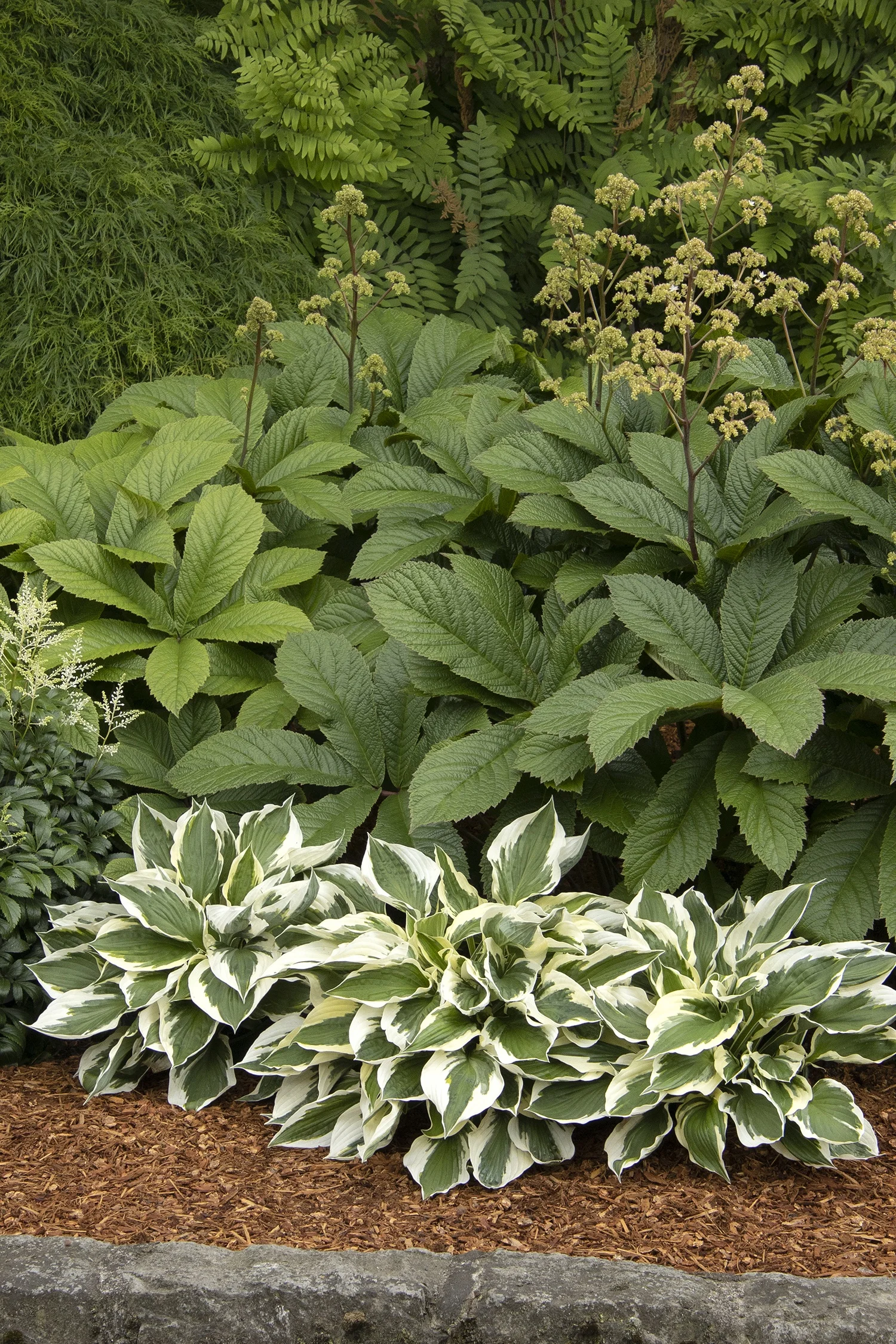 ©Monrovia by Doreen Wynja