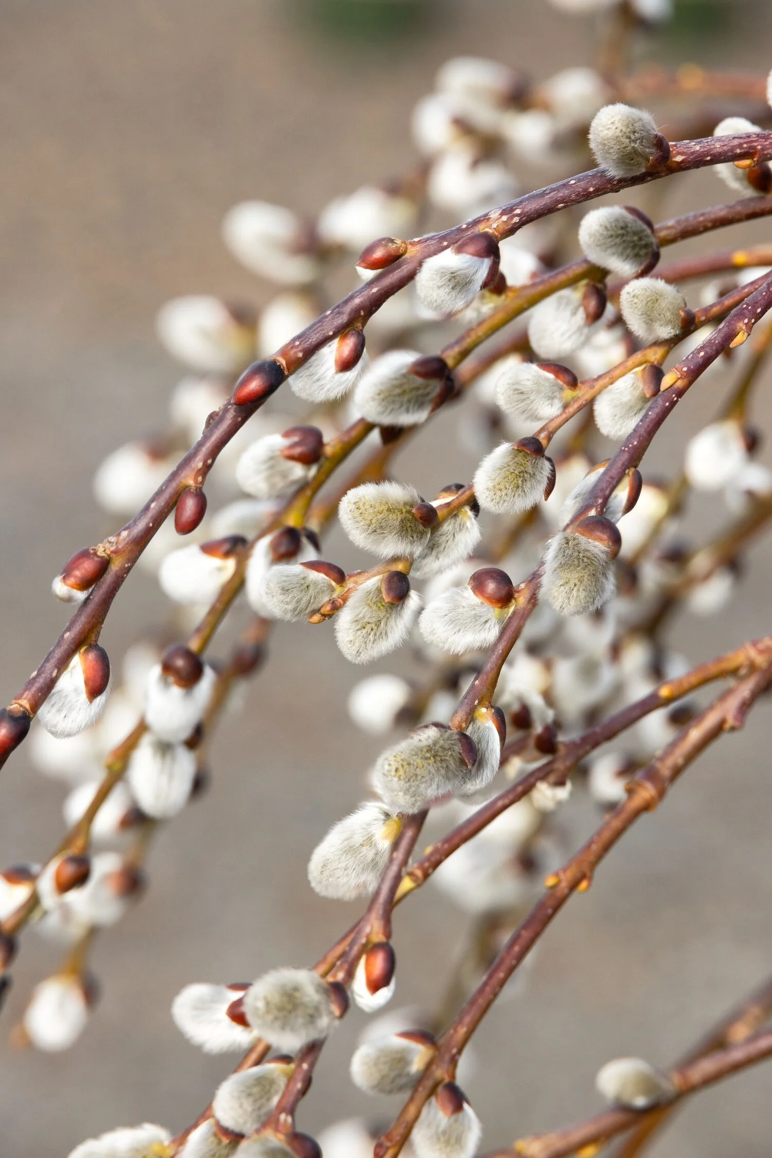 © Monrovia by Doreen Wynja 