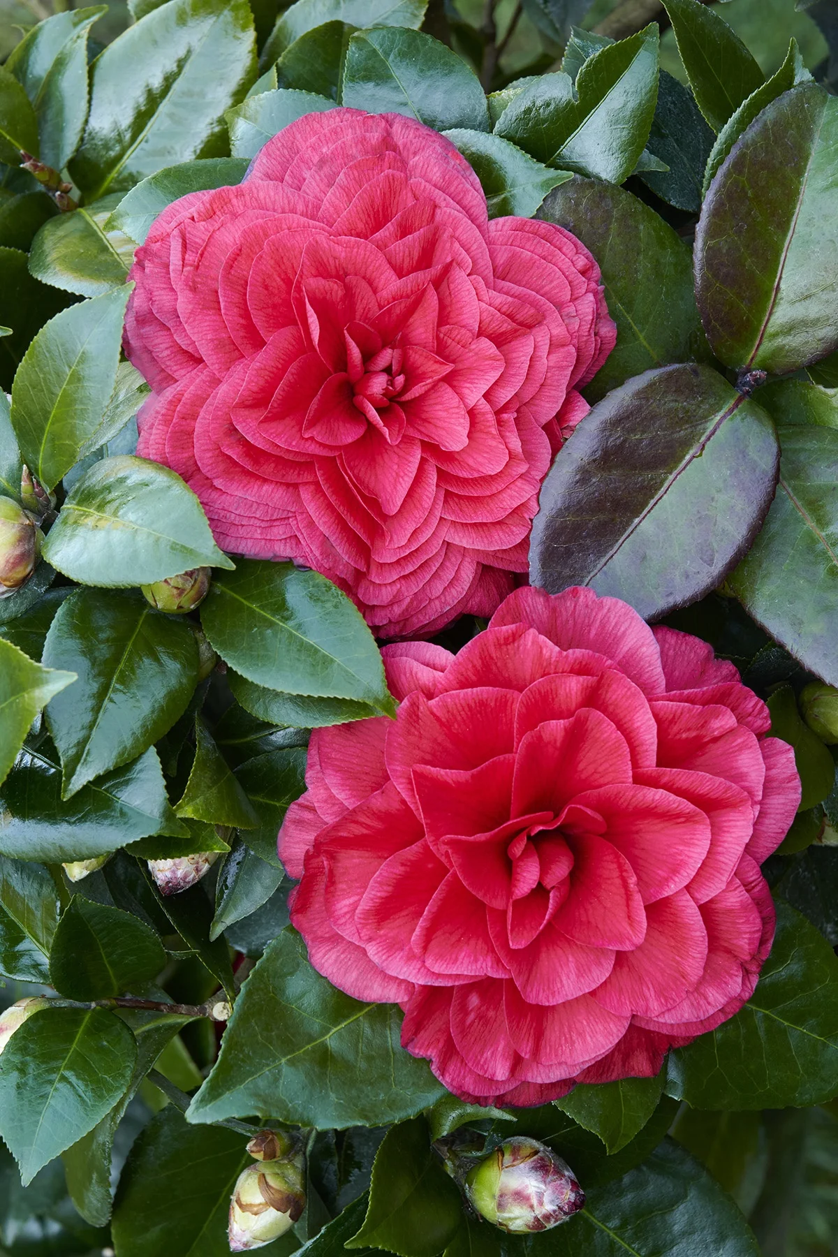 © Monrovia by Brandon Friend-Solis
