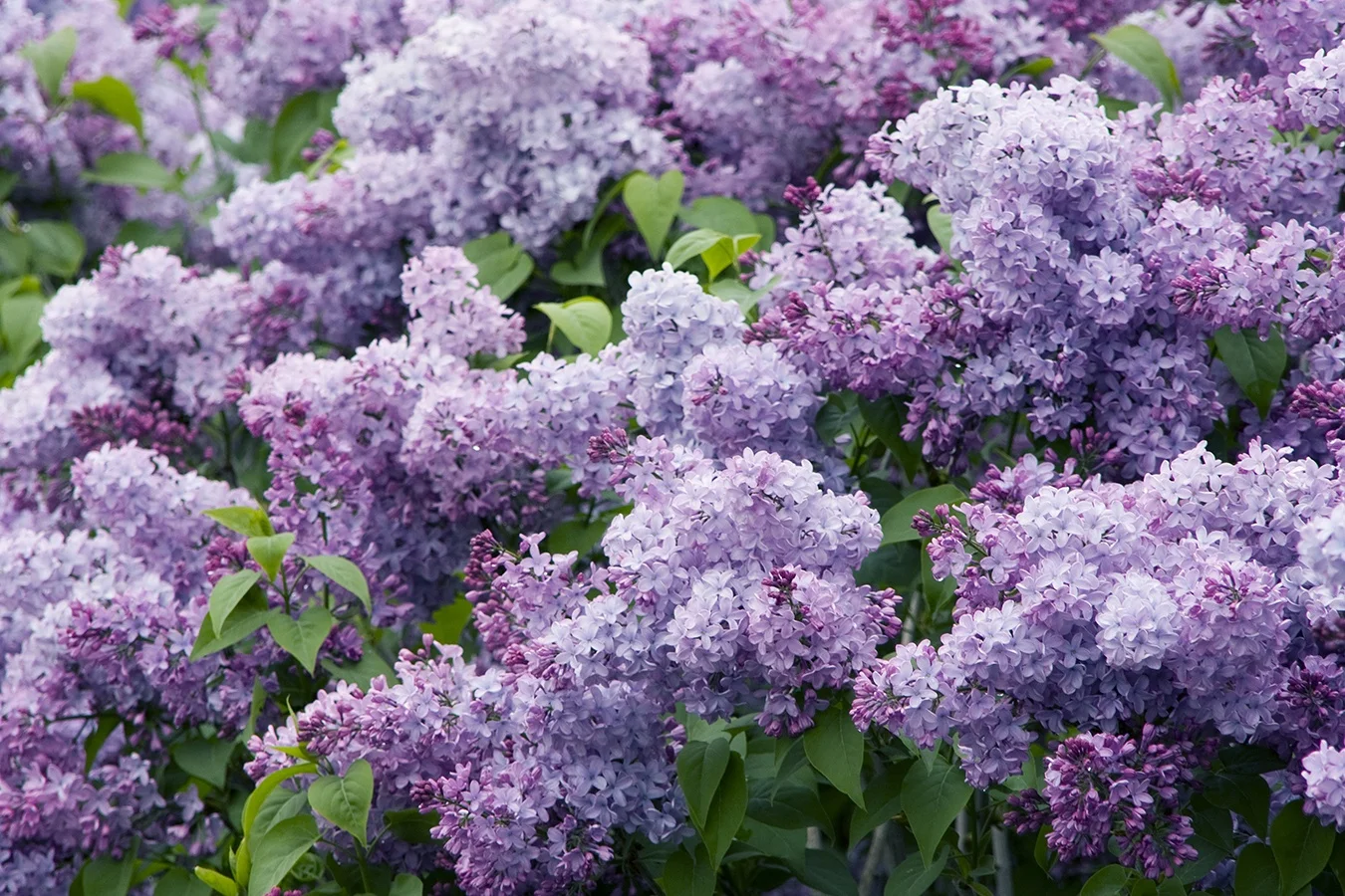 ©  Doreen Wynja for Monrovia