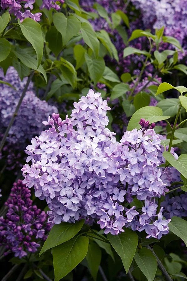 ©  Doreen Wynja for Monrovia