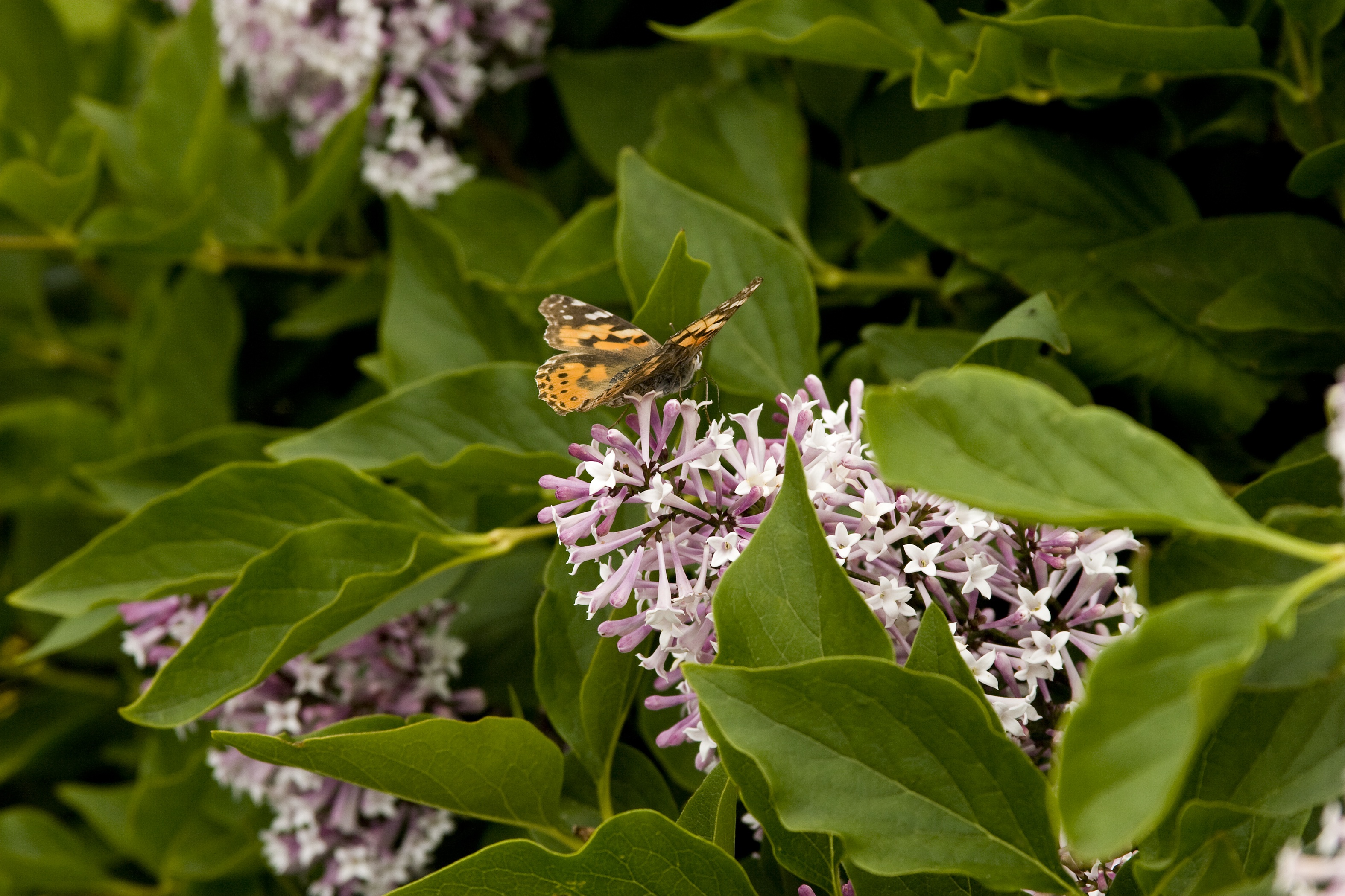 Miss Kim Korean Lilac, Syringa pubescens subsp. patula 'Miss Kim'