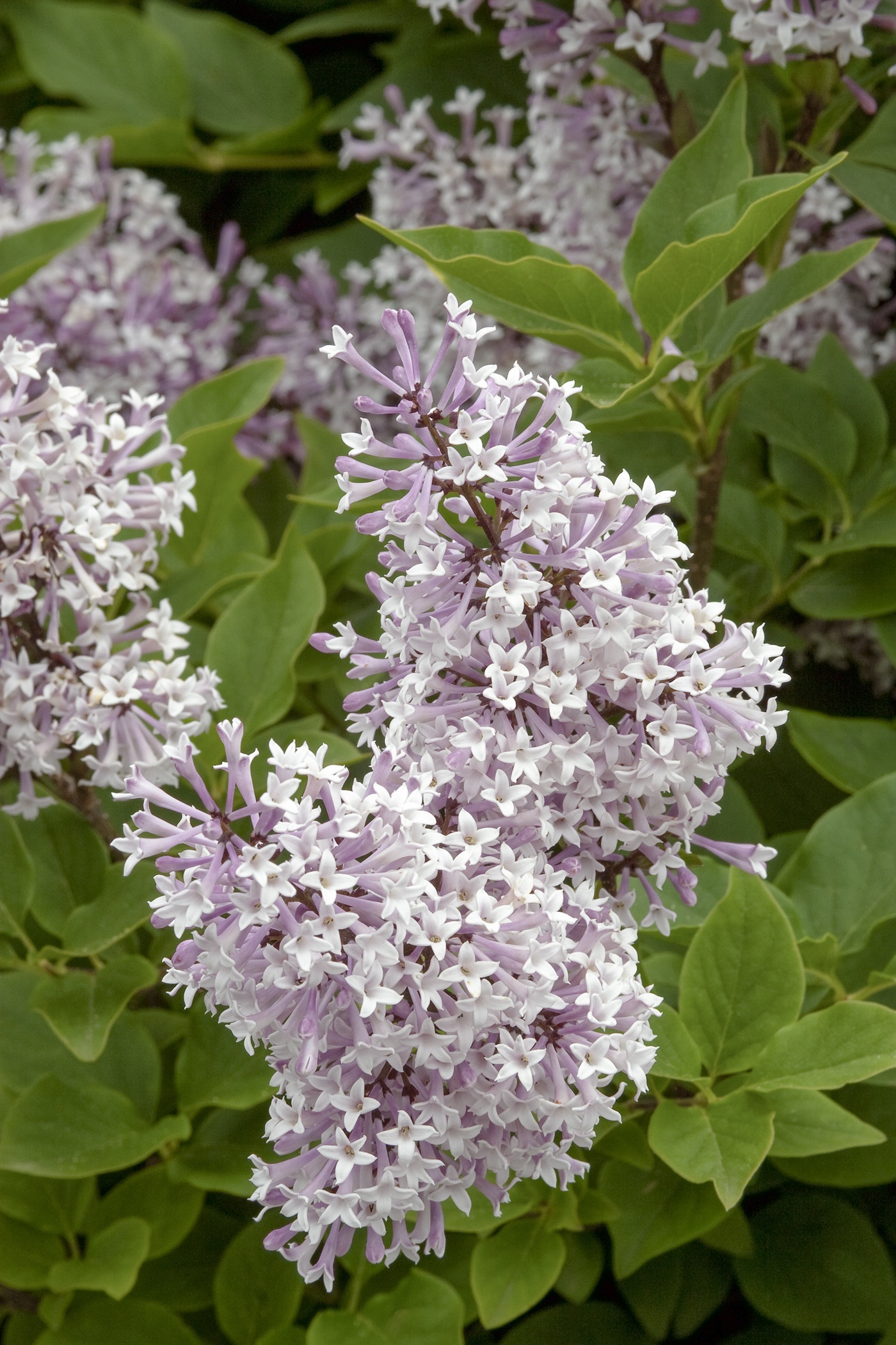 Miss Kim Korean Lilac, Syringa pubescens subsp. patula 'Miss Kim'
