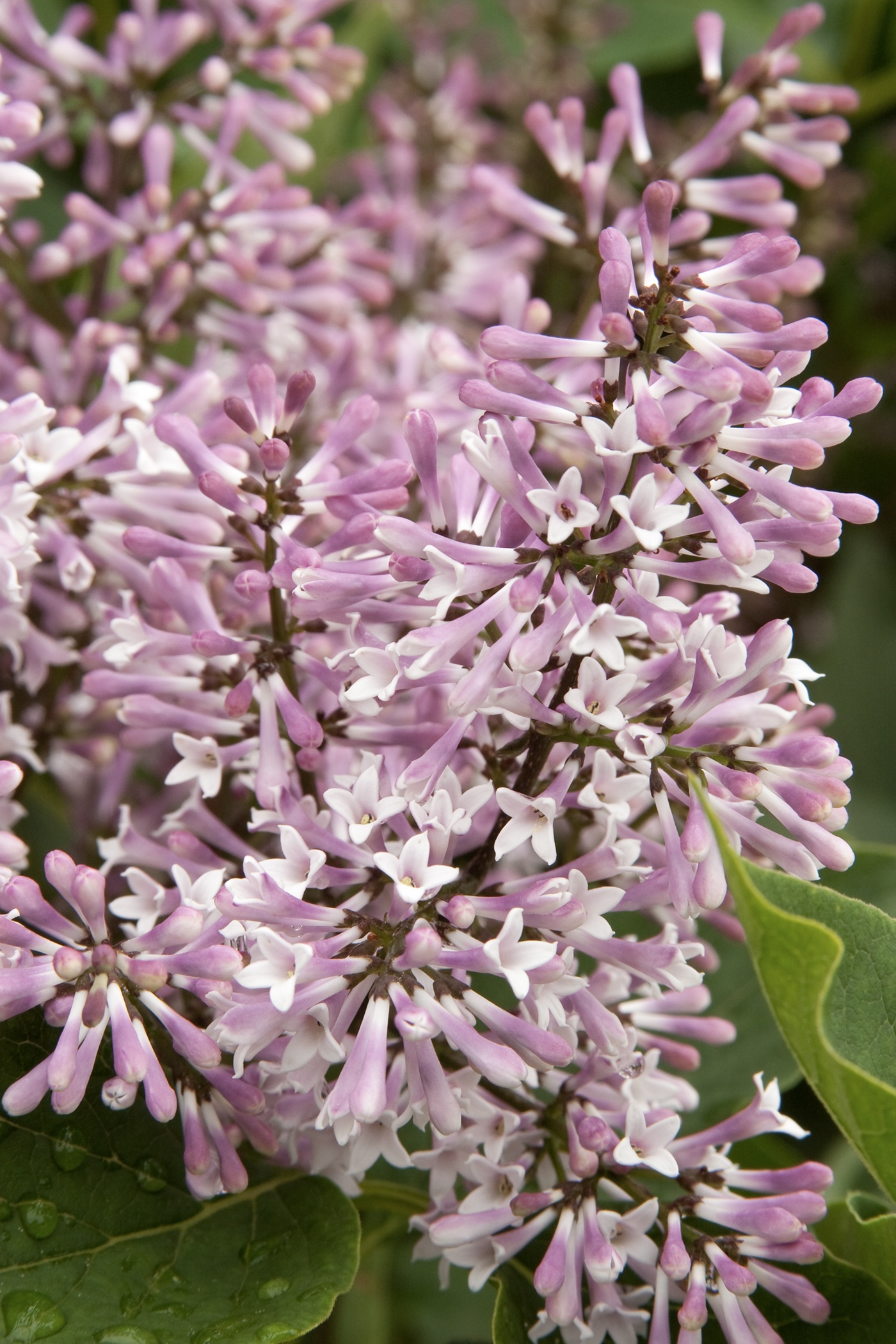 Miss Kim Korean Lilac, Syringa pubescens subsp. patula 'Miss Kim'