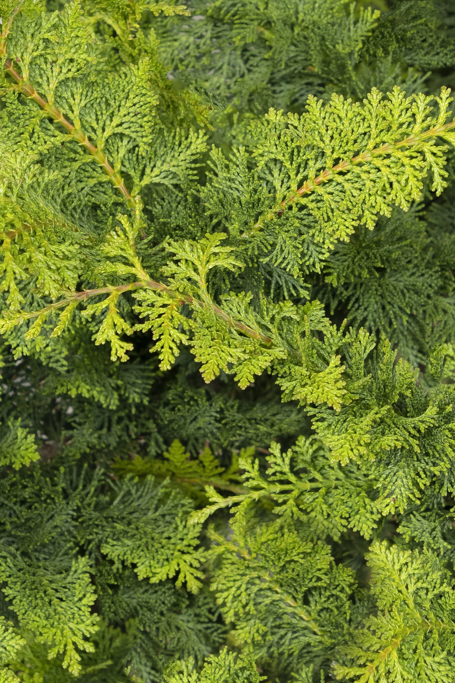 ©Monrovia by Doreen Wynja