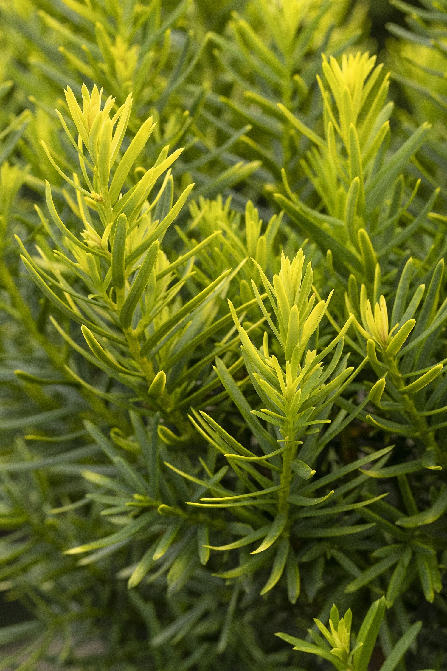 ©Monrovia by Doreen Wynja