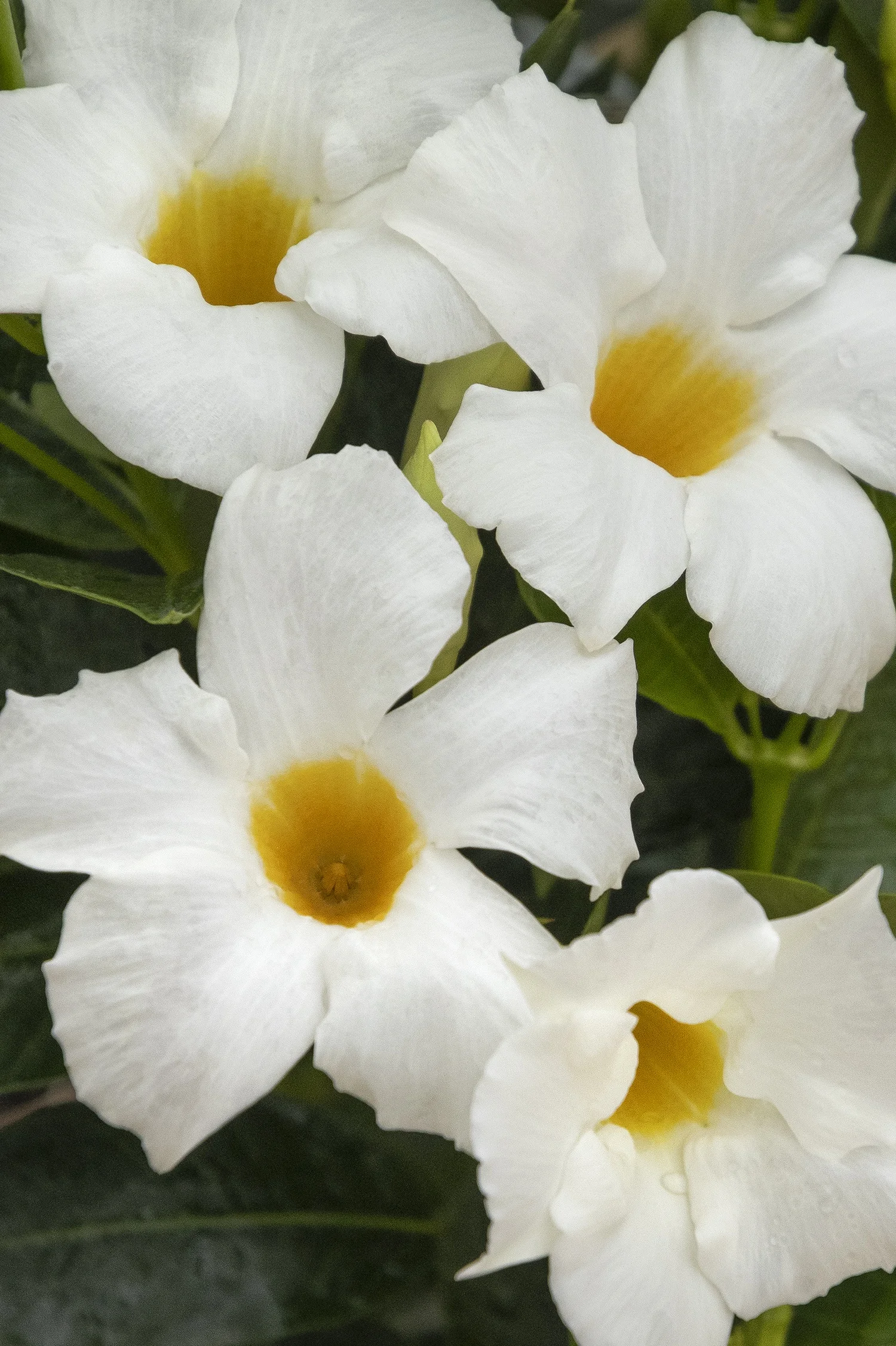 ©Monrovia by Doreen Wynja 