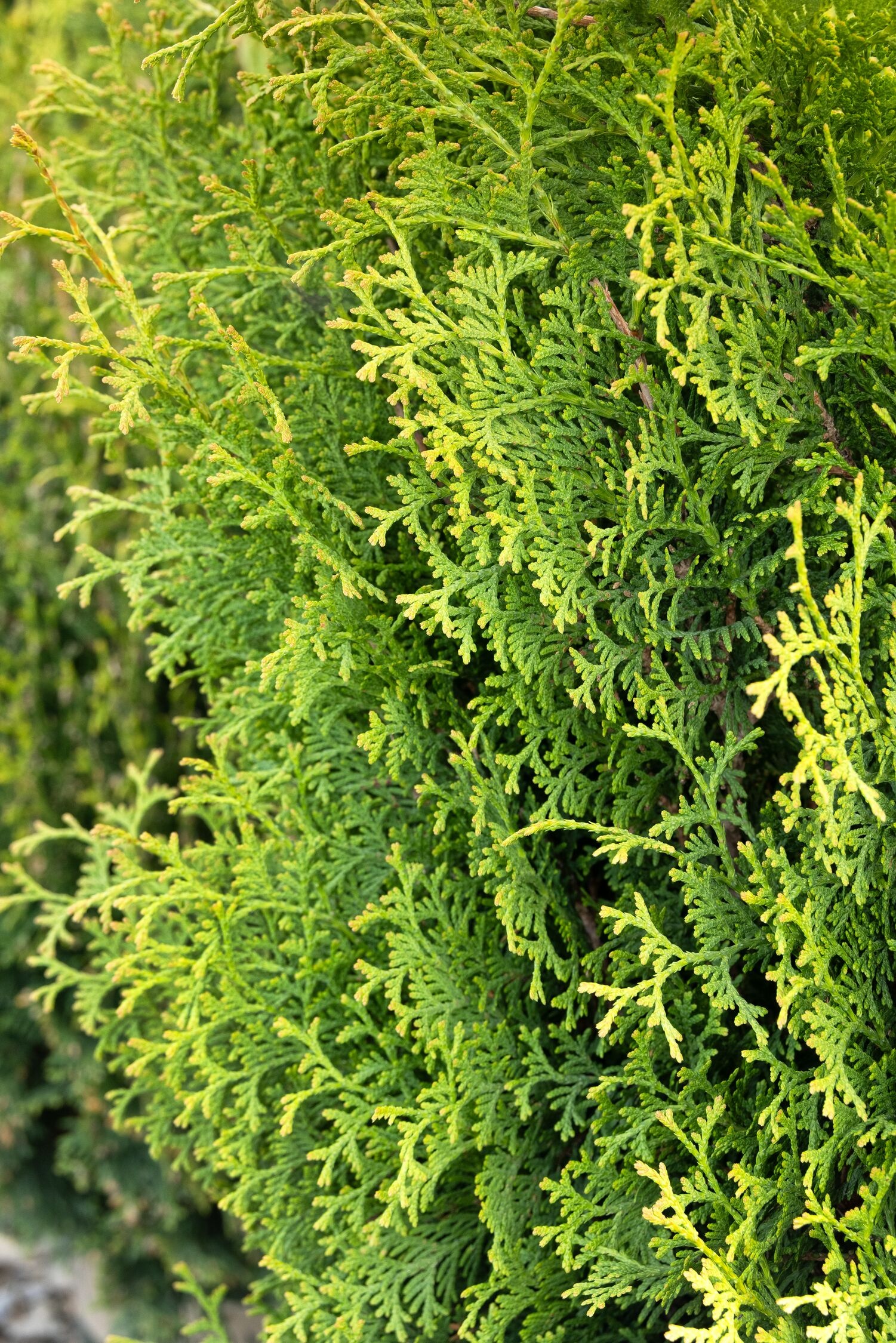 Holmstrup Eastern Arborvitae
