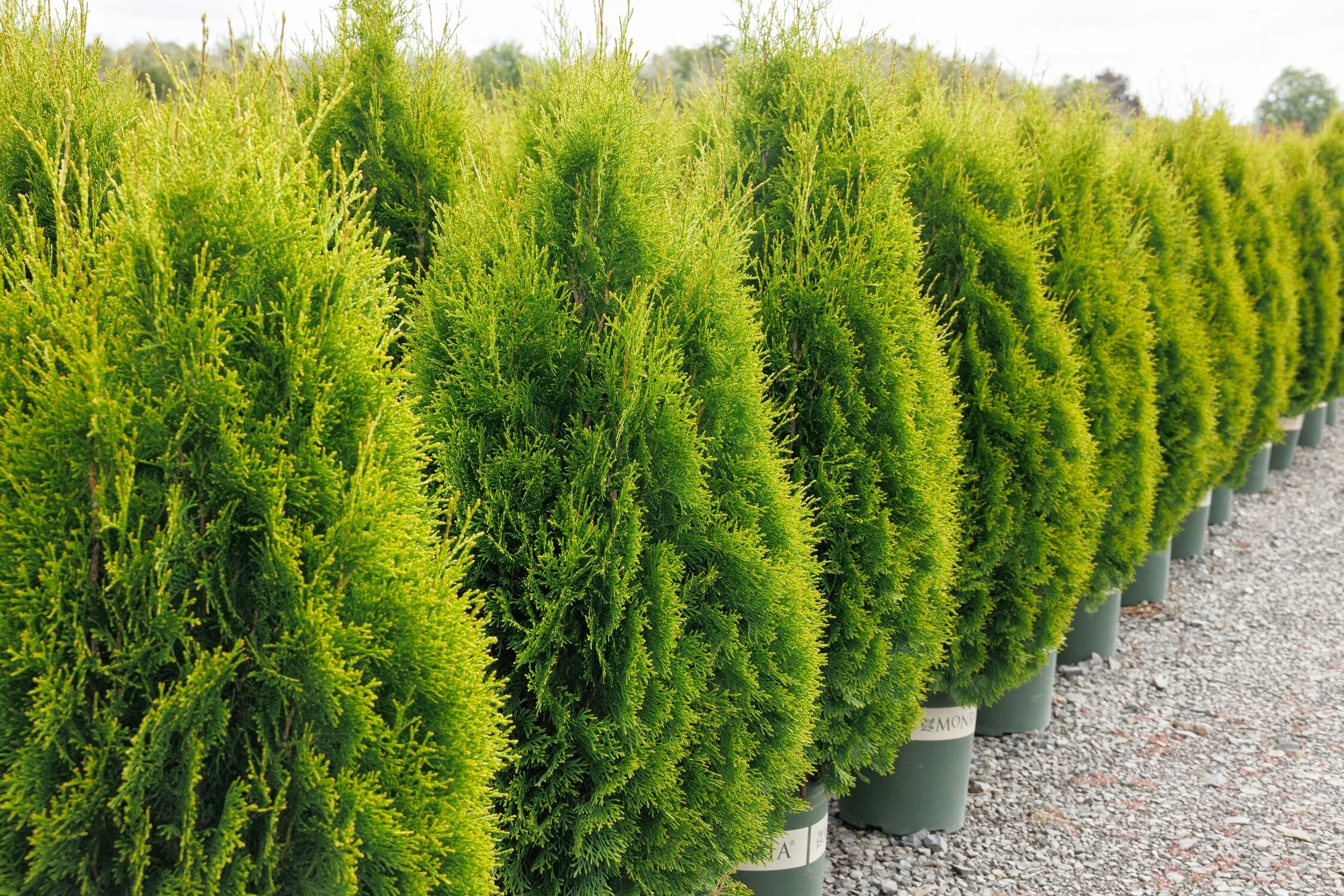 © Monrovia by Doreen Wynja