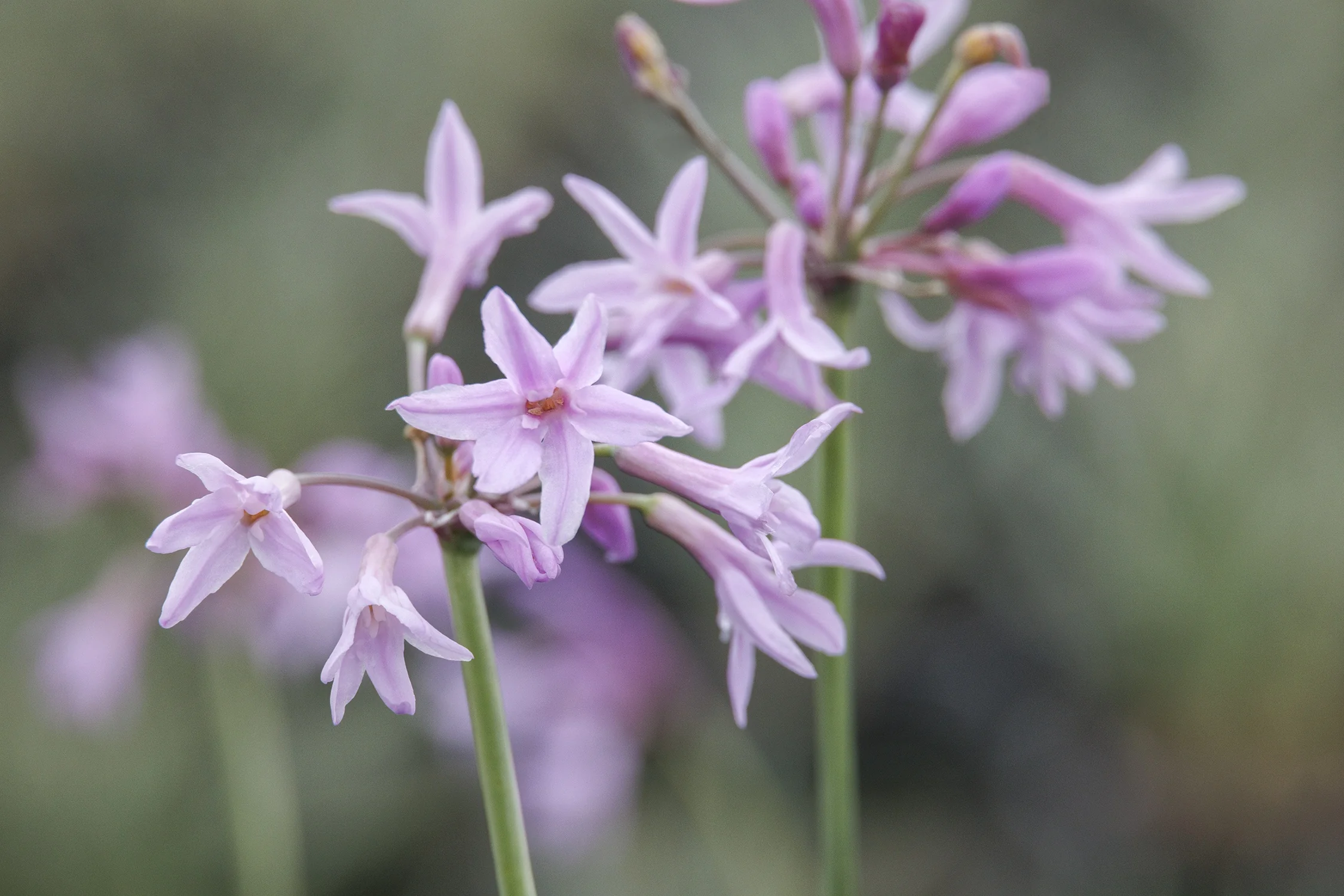 紫陽花　スパイラルホワイトS Tri-Color Society Garlic, Tulbaghia violacea 'Tricolor', Monrovia