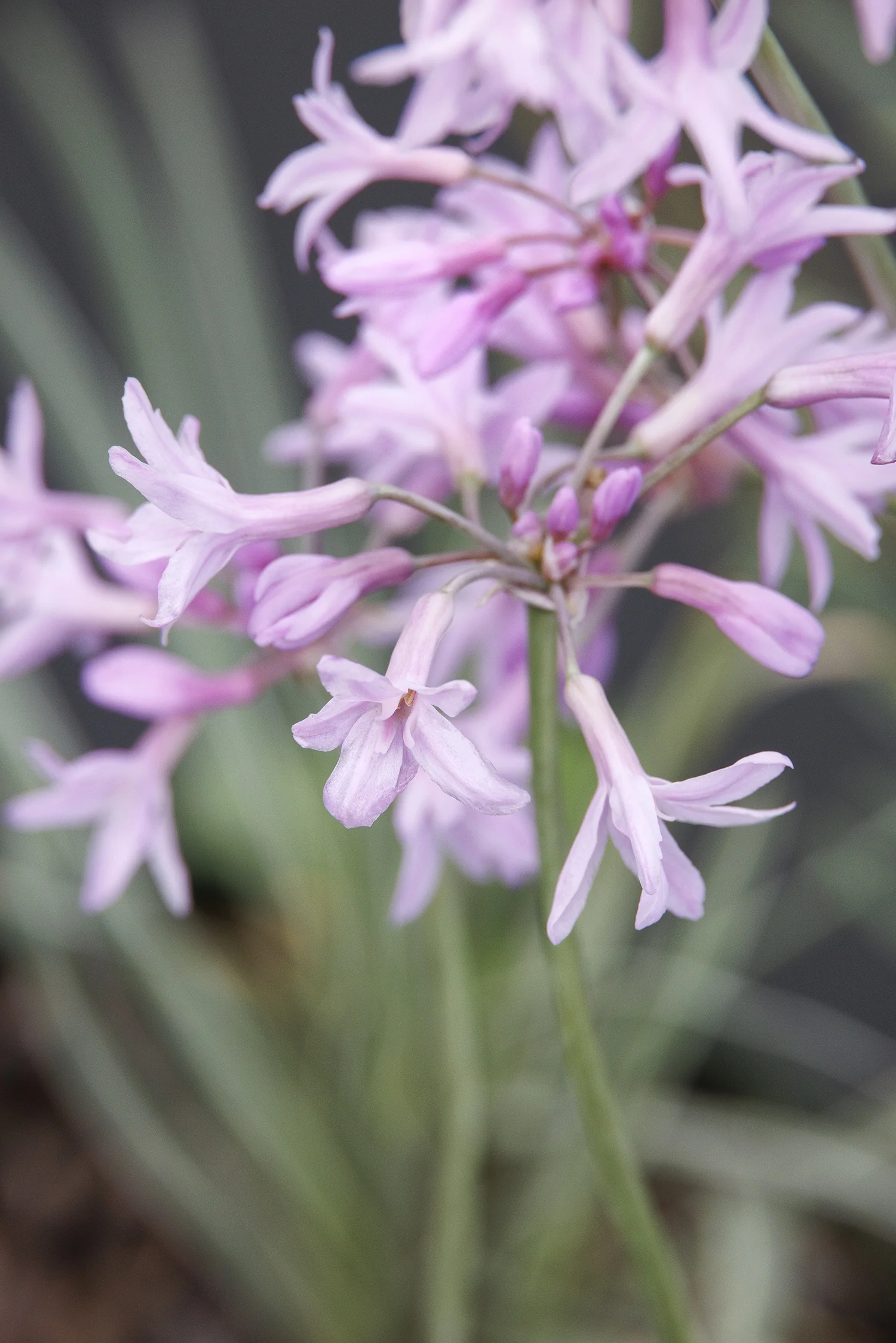 Tri-Color Society Garlic, Tulbaghia violacea 'Tricolor', Monrovia