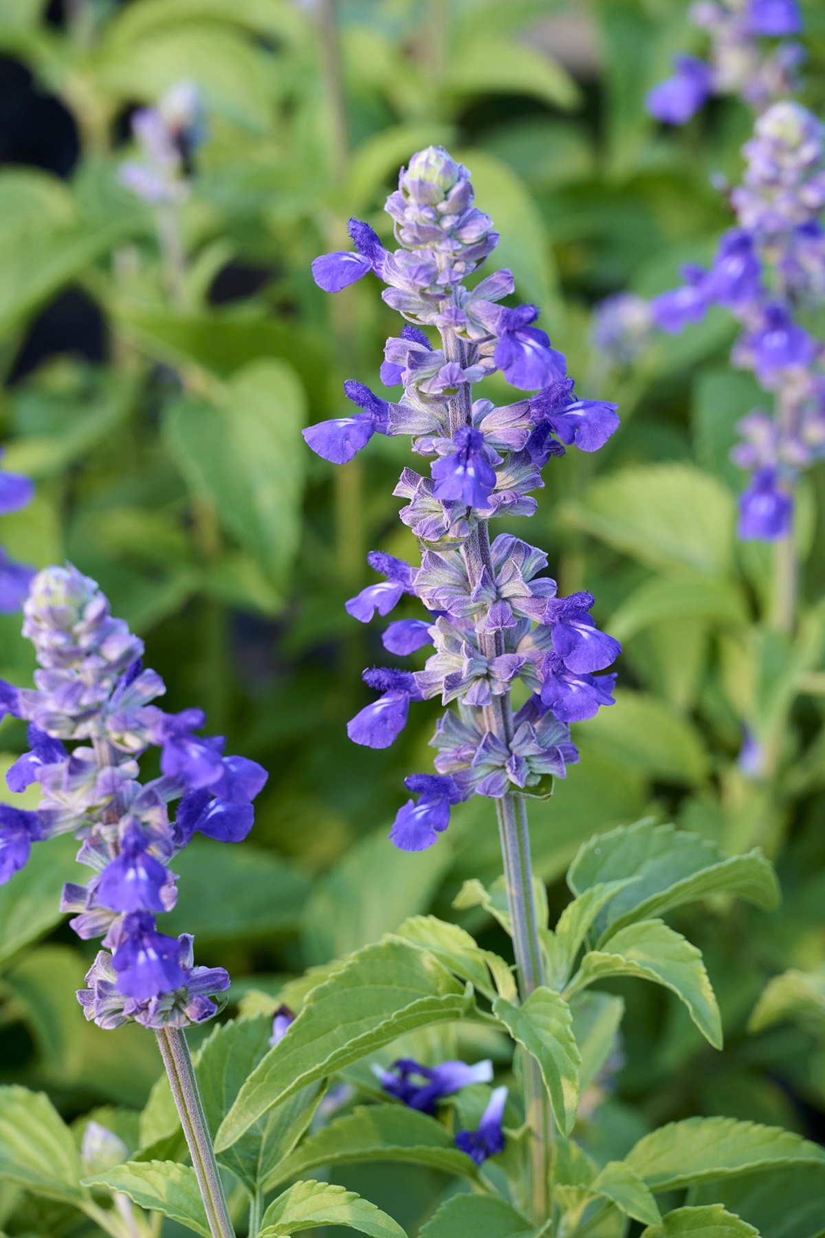 Mystic Spires Blue Salvia, Salvia x 'Balsalmisp', Monrovia Plant