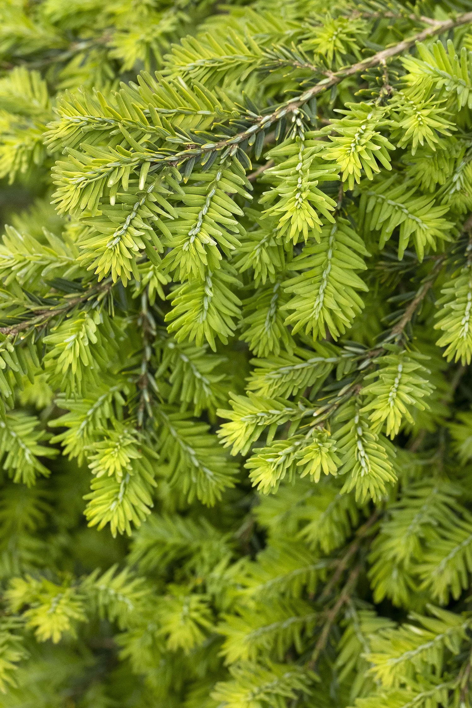 ©Monrovia by Doreen Wynja